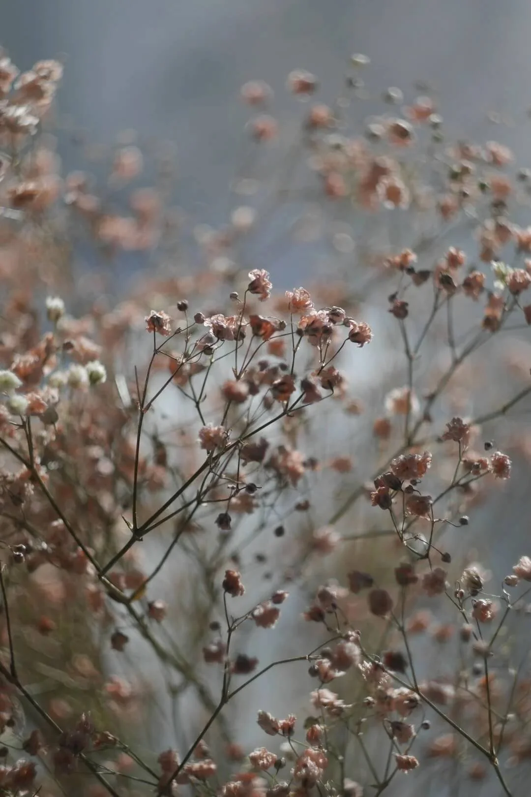 orange county ifs therapist tiny flowers like baby's breath pink in color with slightly blurred background