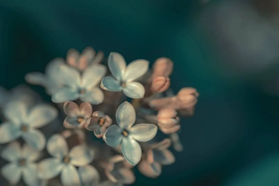 orange county trauma therapist dark blurred background white and pastel flowers opened to camera in left side of picture