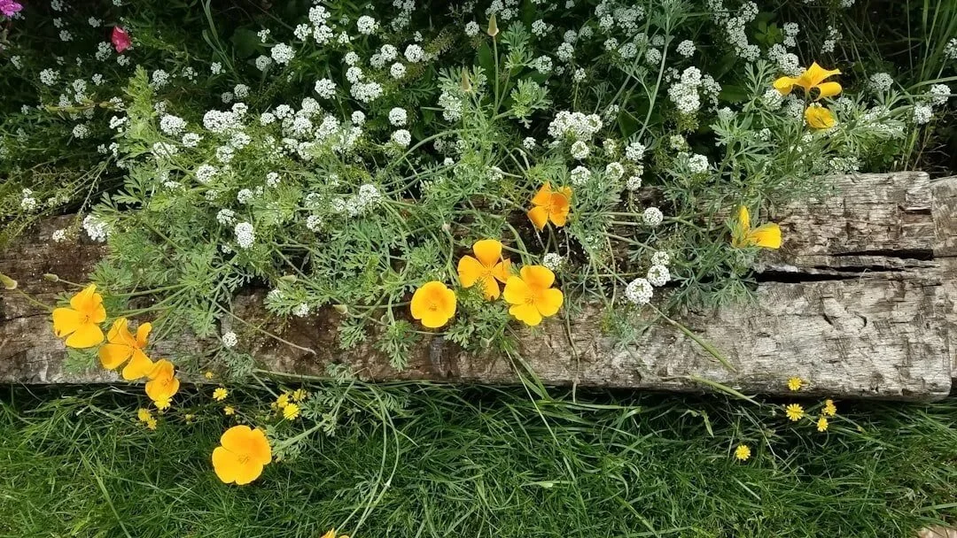 trauma therapy in orange county white and yellow flowers and green sprigs growing over worn wood plank