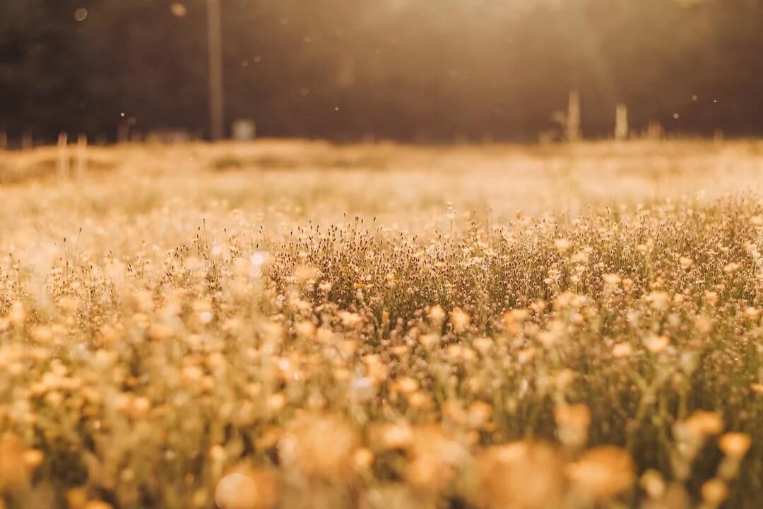 orange county IFS therapy open field of soft yellow flowers slightly blurred background