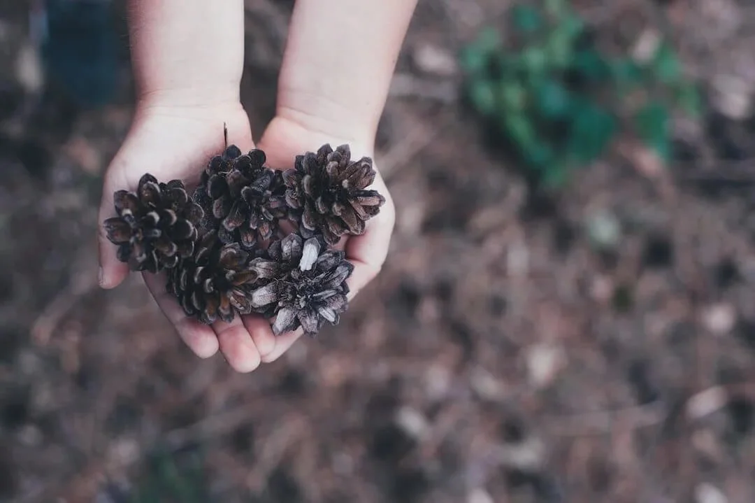 trauma therapist in orange county hands holding pinecones over wood ground covered background