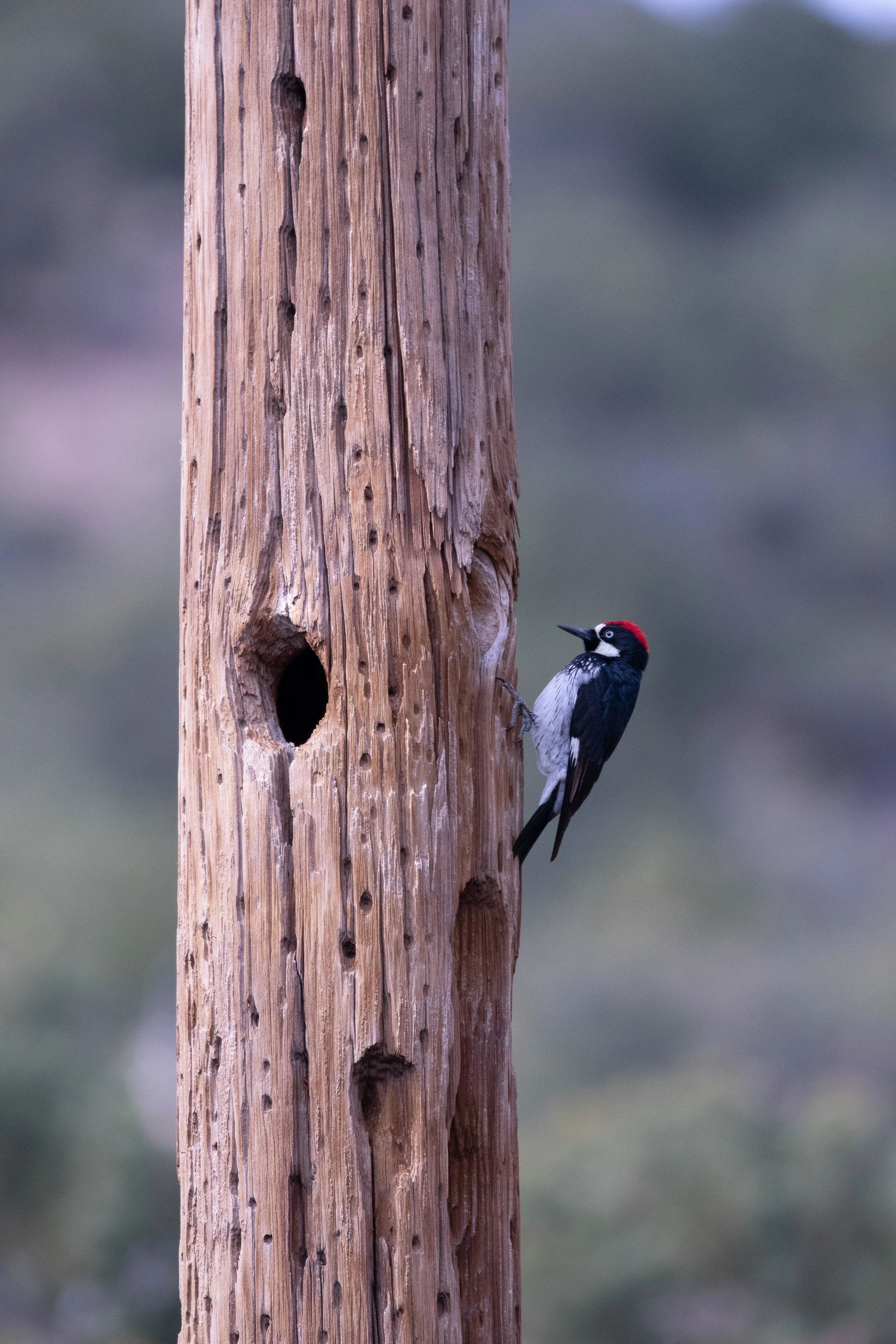 the woodpecker’s nails of love