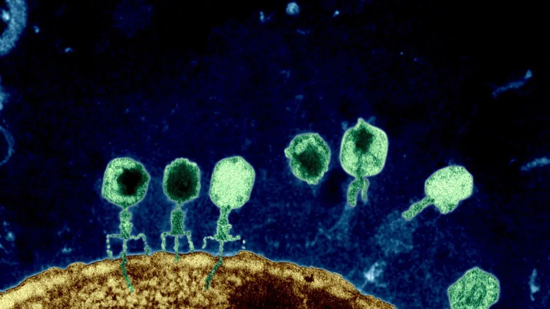 phage_therapy.jpg