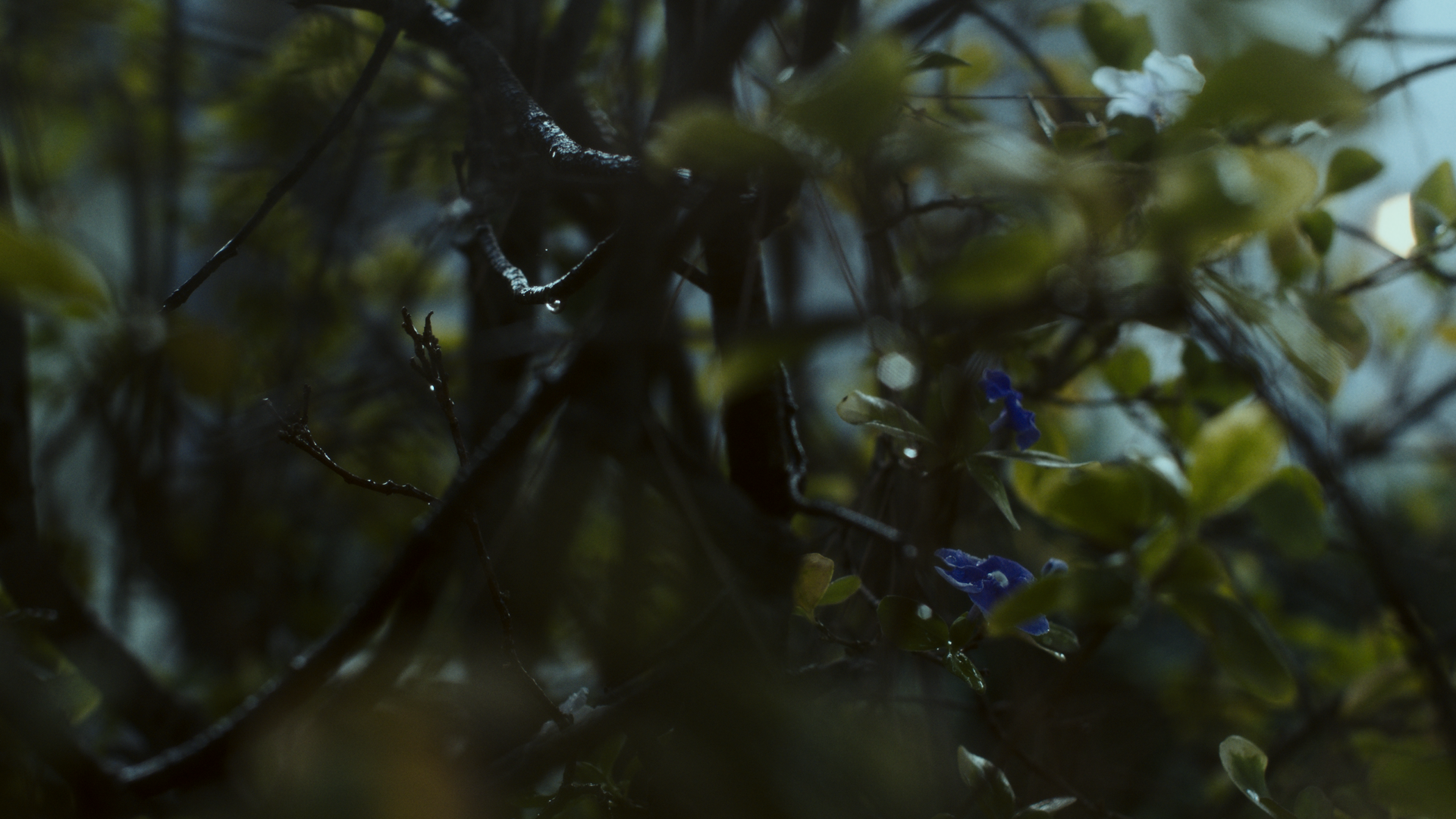 miras plant_1.18.2.PNG
