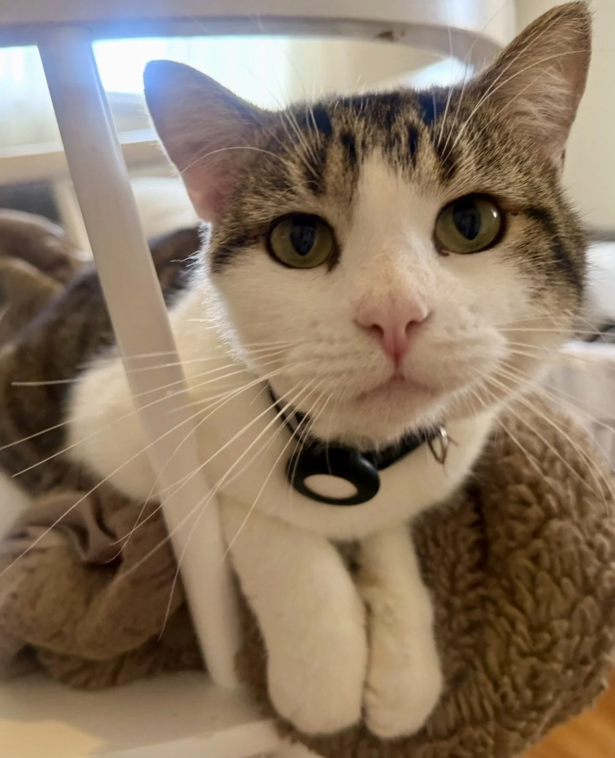 cat adopted los angeles