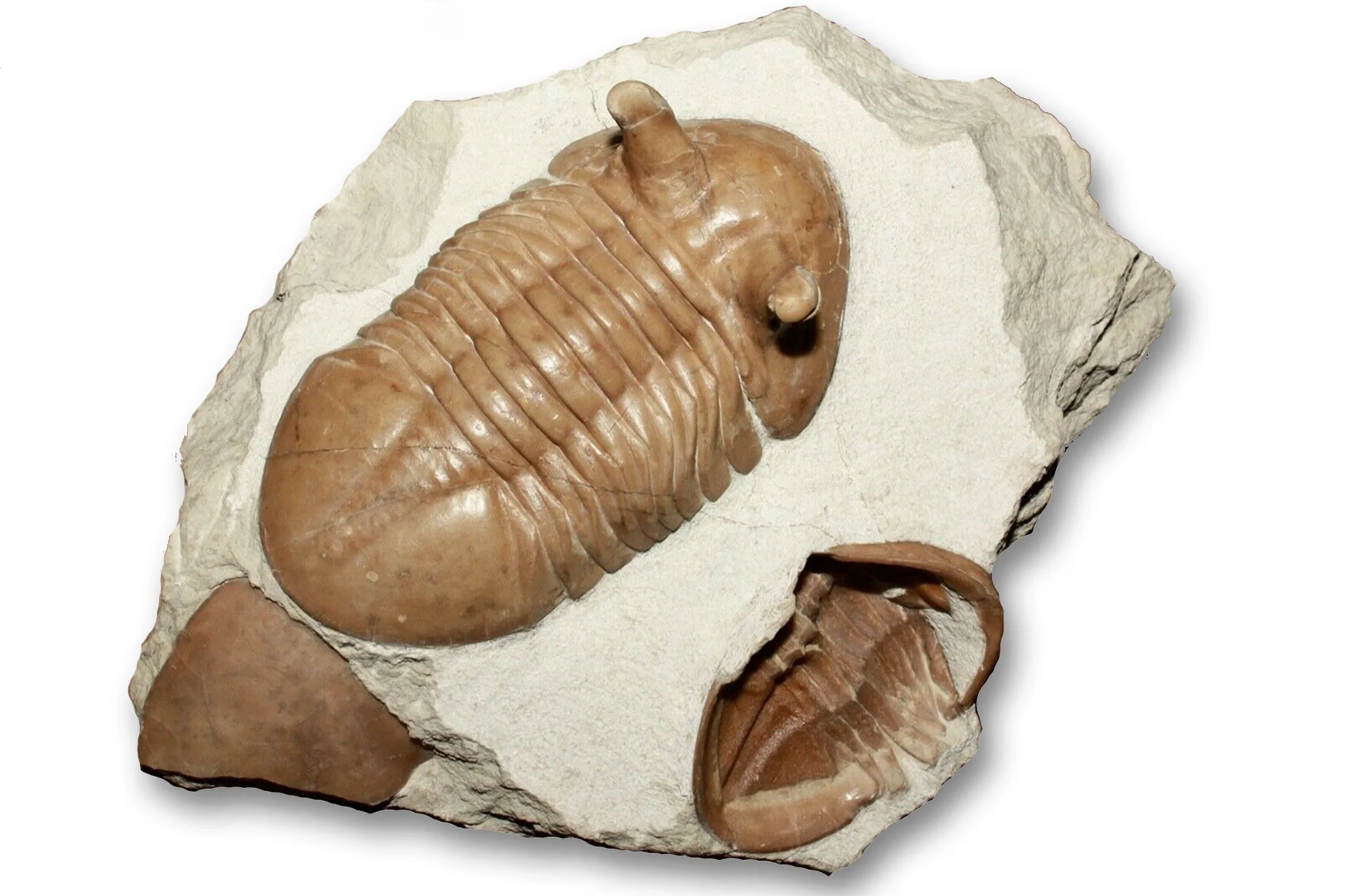 Trilobite Asaphus punctatus (Lessnikova, 1949) Trans Small .jpg