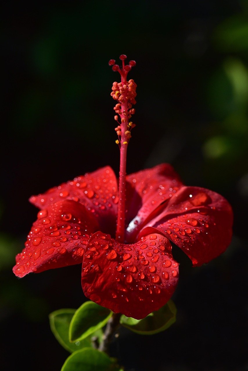 hibiscus.jpg