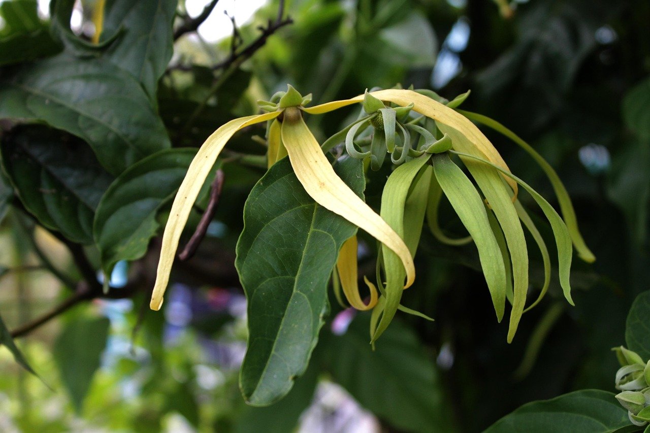 ylang-ylang-3518220_1280.jpg