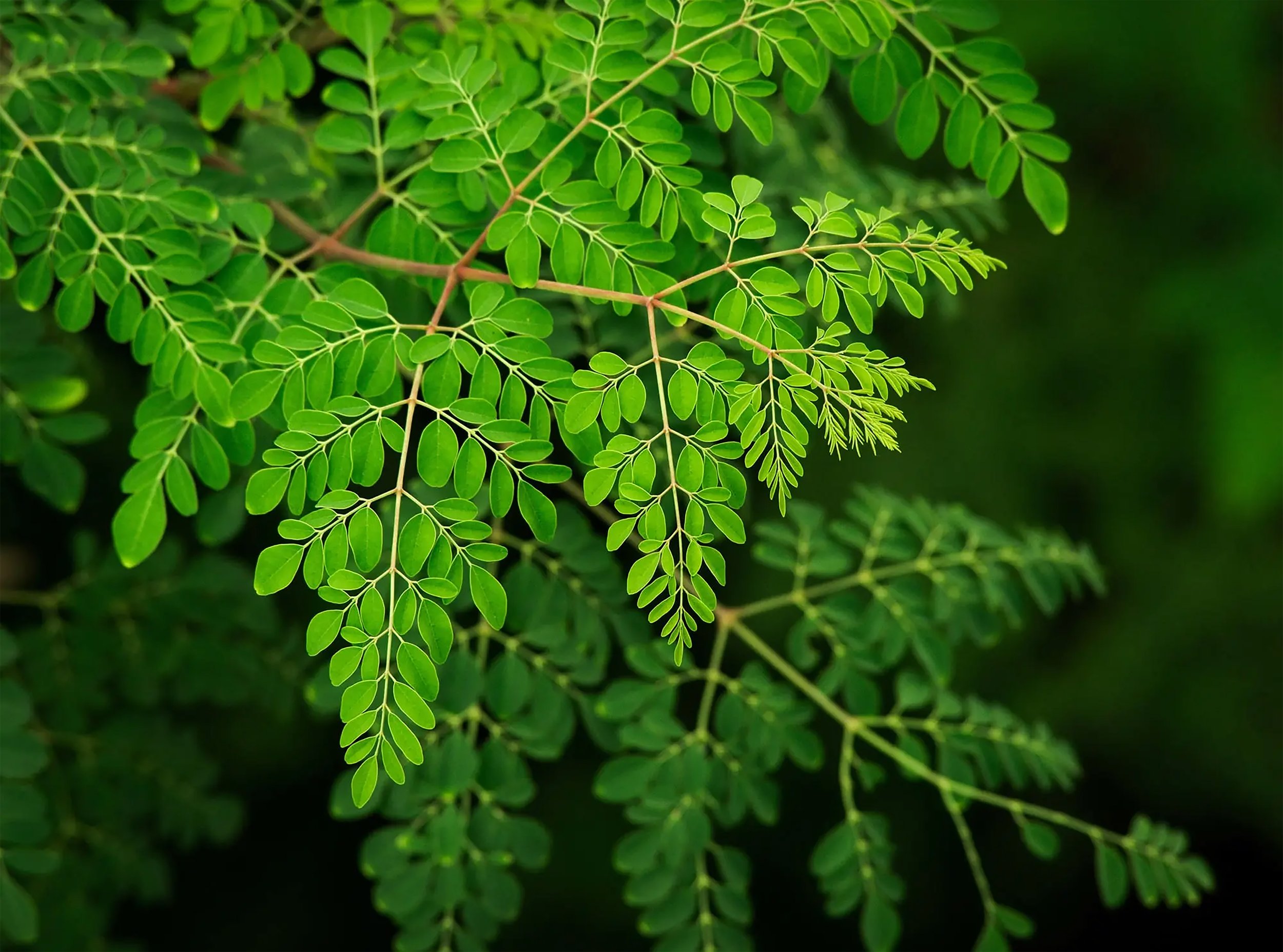 Moringa.jpg