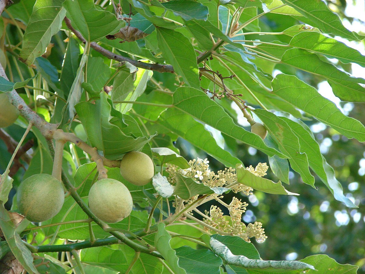 Starr_070215-4556_Aleurites_moluccana.jpg