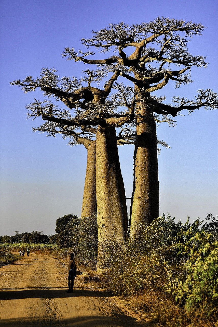 madagascar-5060668_1280.jpg