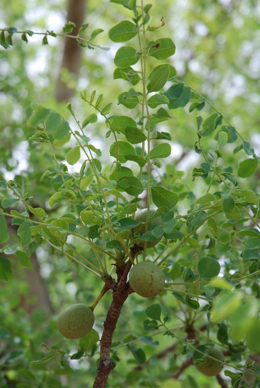 marula.jpg