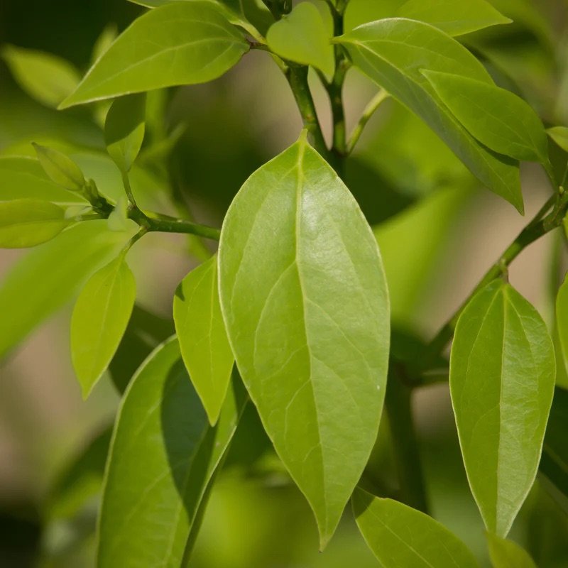 Ravintsara_Cinnamomumcamphora_Madagascar_800x.jpeg