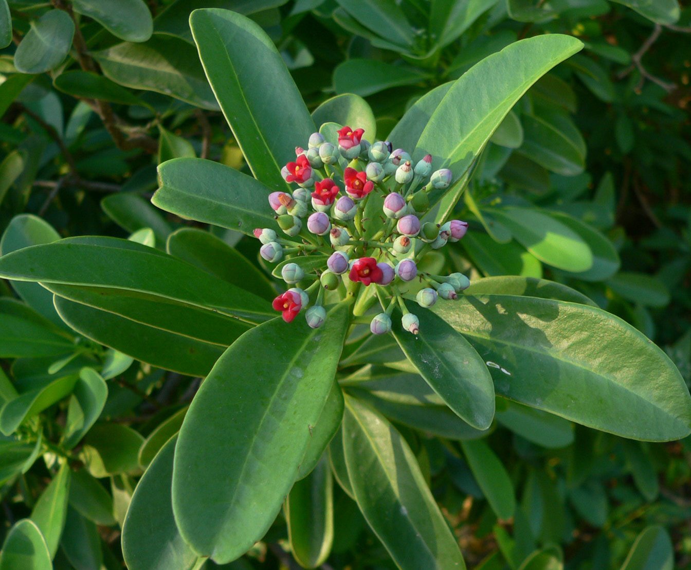 Saro-Cinnamosma-fragrans.jpg