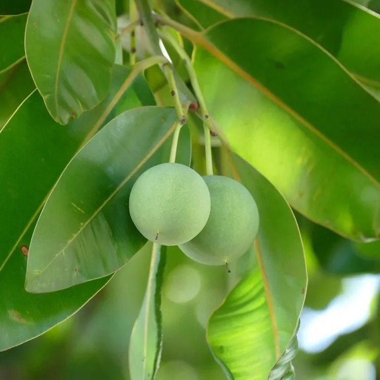 tamanu.jpeg