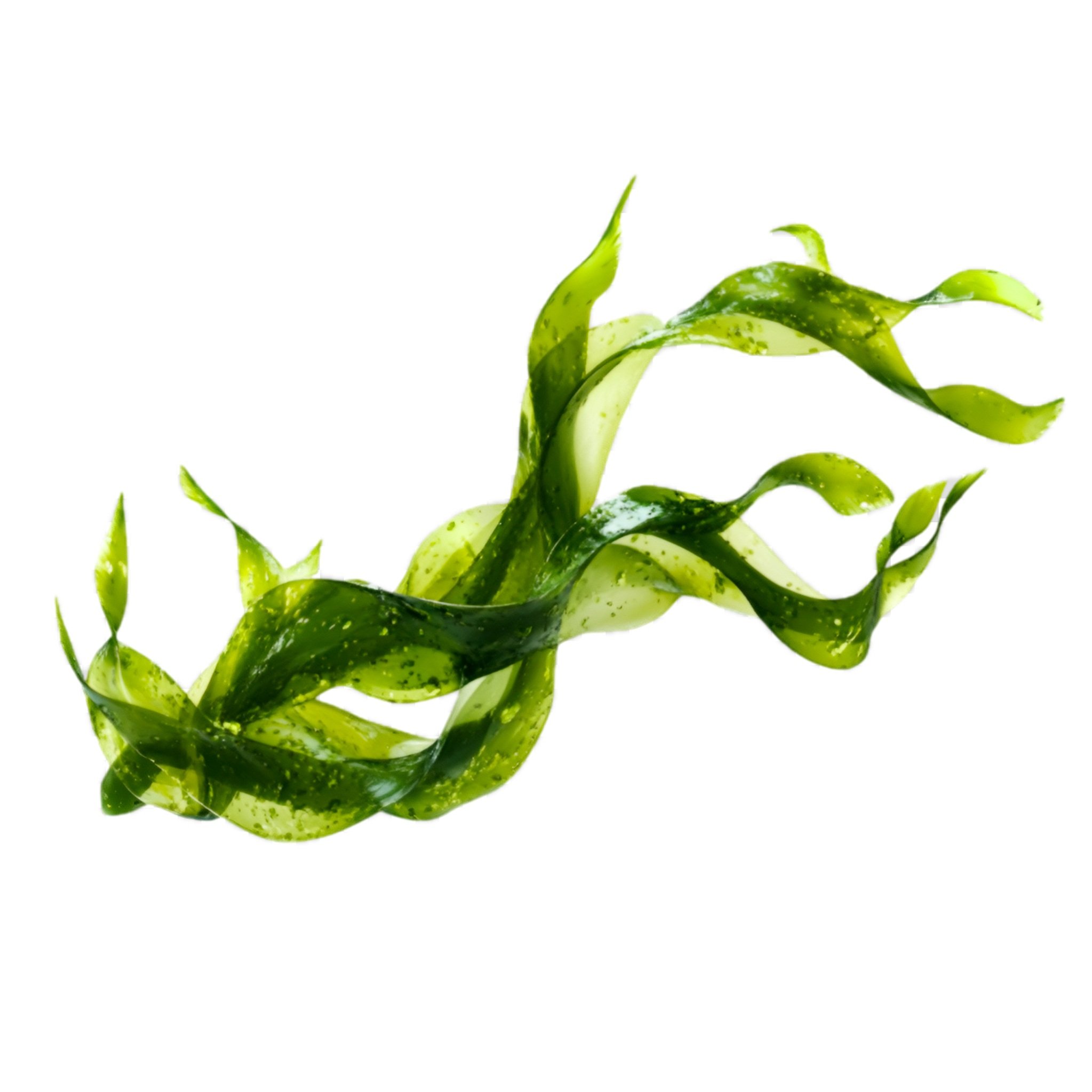 1937c314-38ac-4a8e-a34d-973f43cd4db4+Background+Removed.jpg
