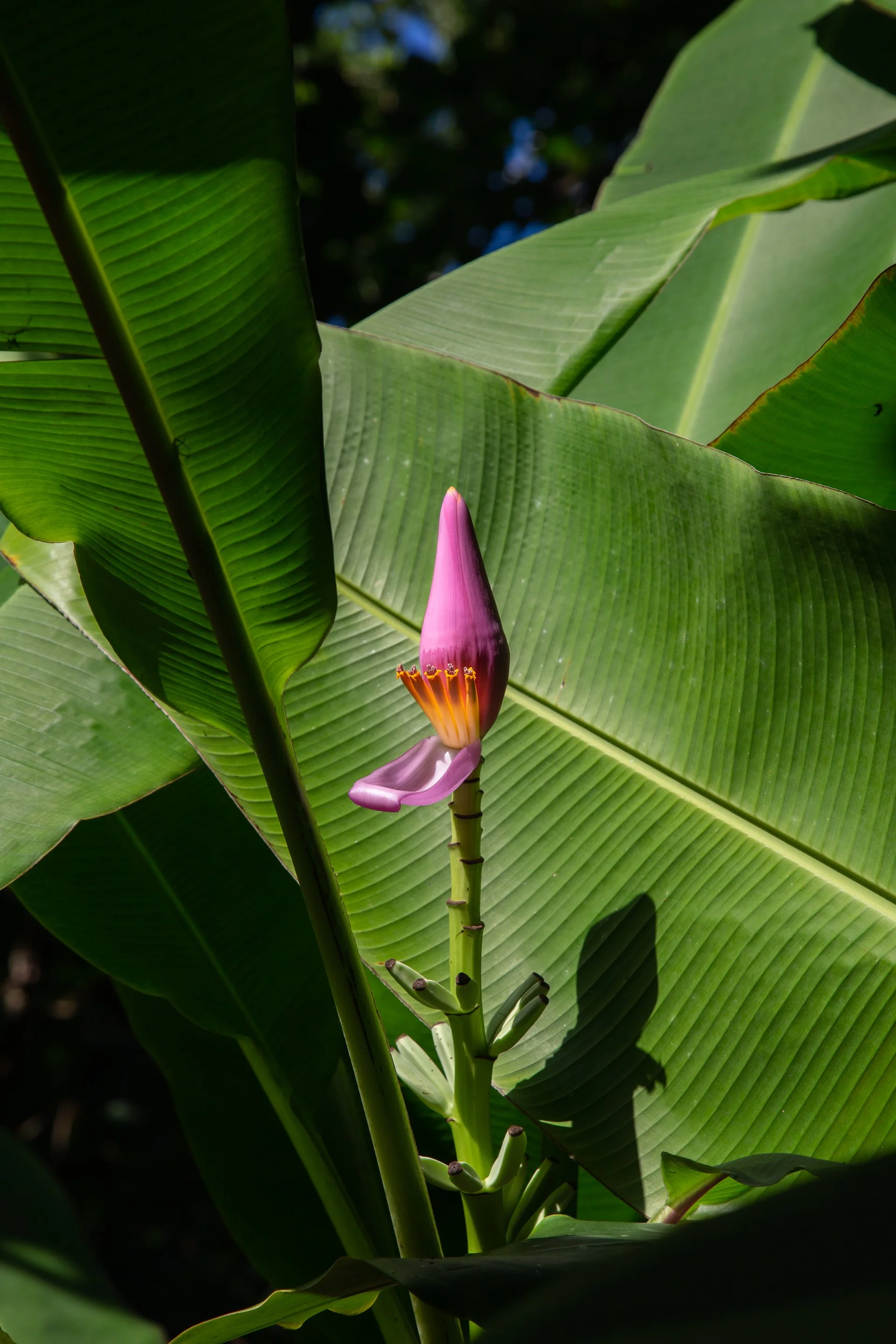 Hawaii_2024-89.jpg