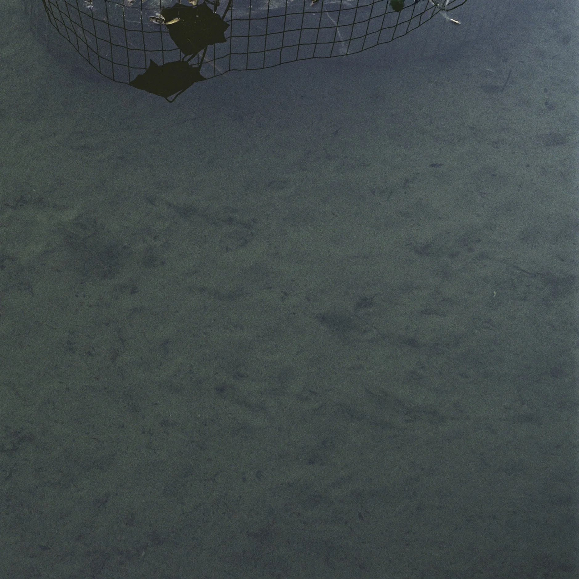 Film_Wire Lillies_1038787-R1-E001.jpg