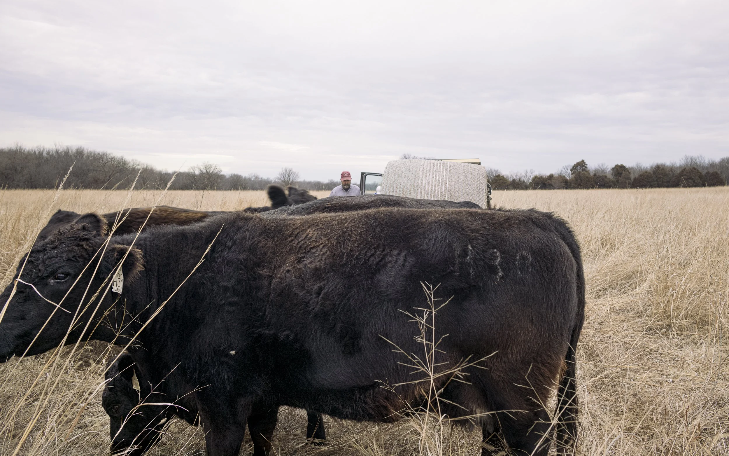 Prairie Load Cow and Jeff-.jpg
