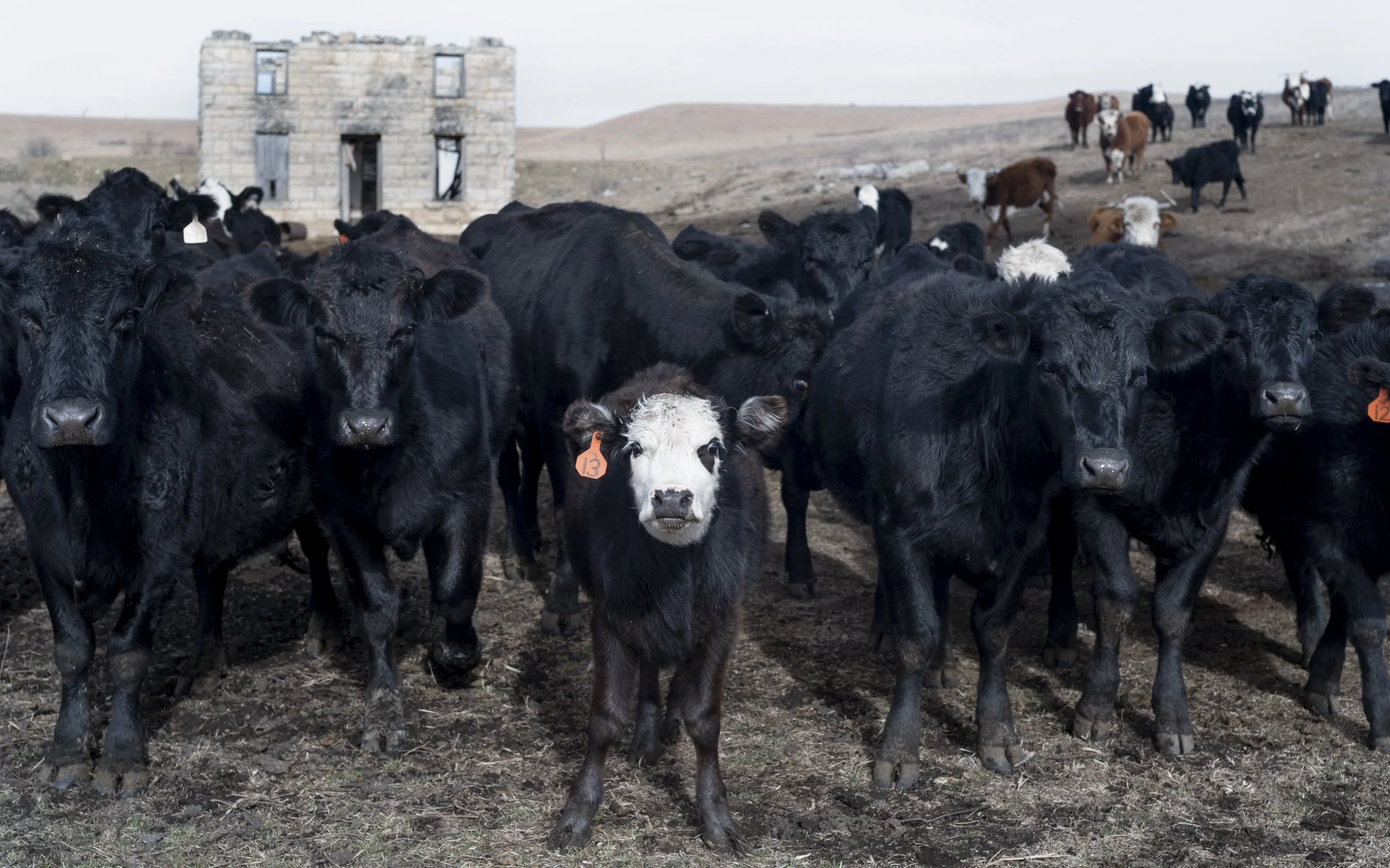 Prairie Load Bearing-1070935.jpg