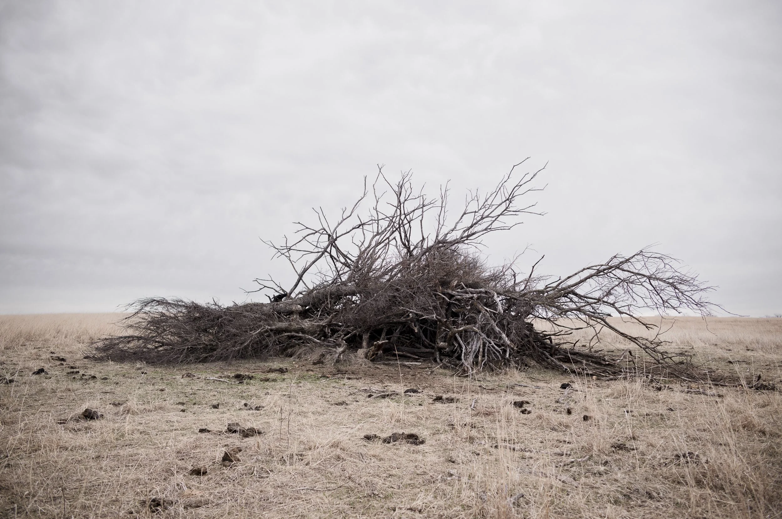 02_Prairie Dead trees.jpg