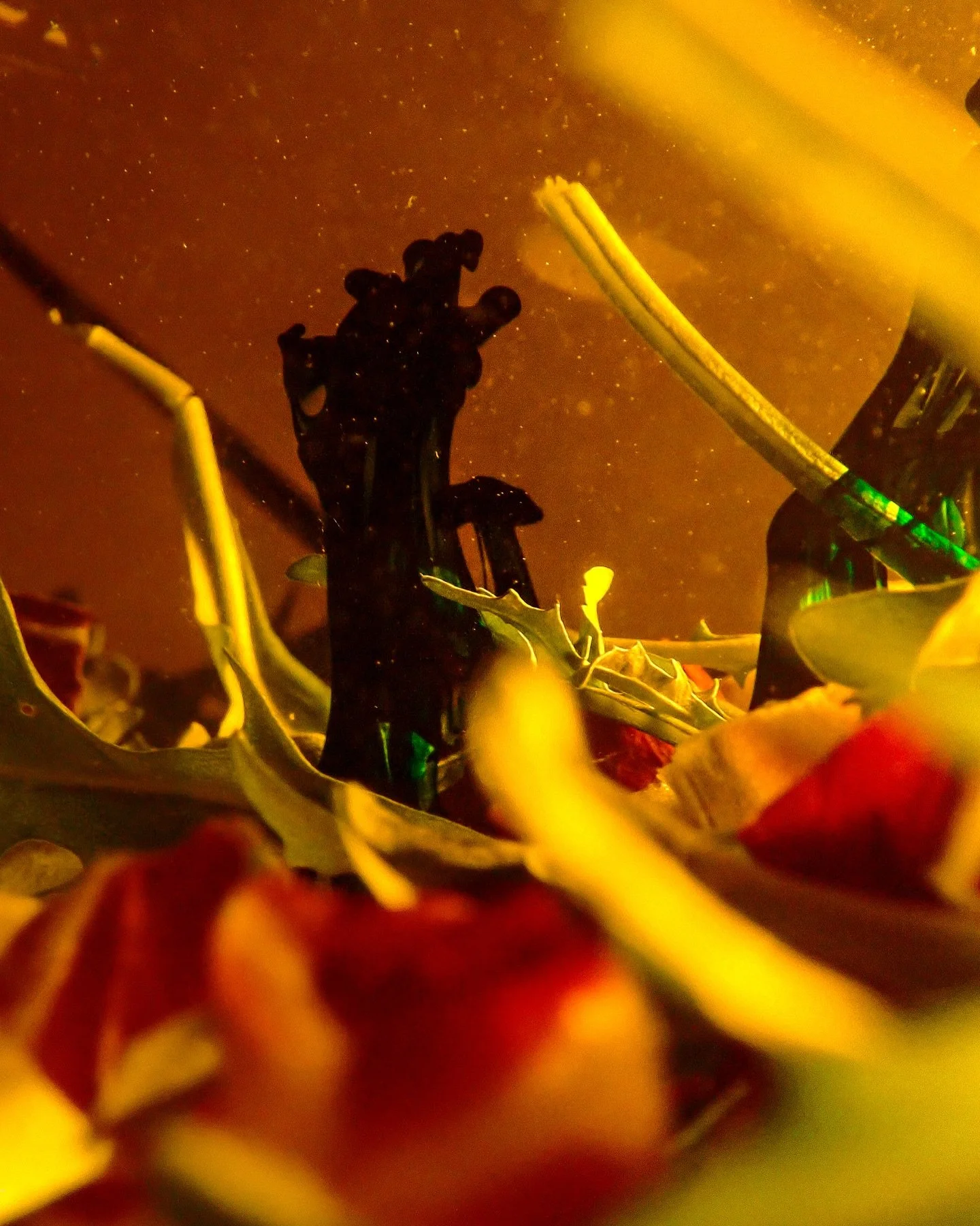 SWI (Salad Water Ink)
.
.
#macro #ink #photo #photography #art #experiential #experimental #ink #octopus🐙 #water #underwater #light #weird