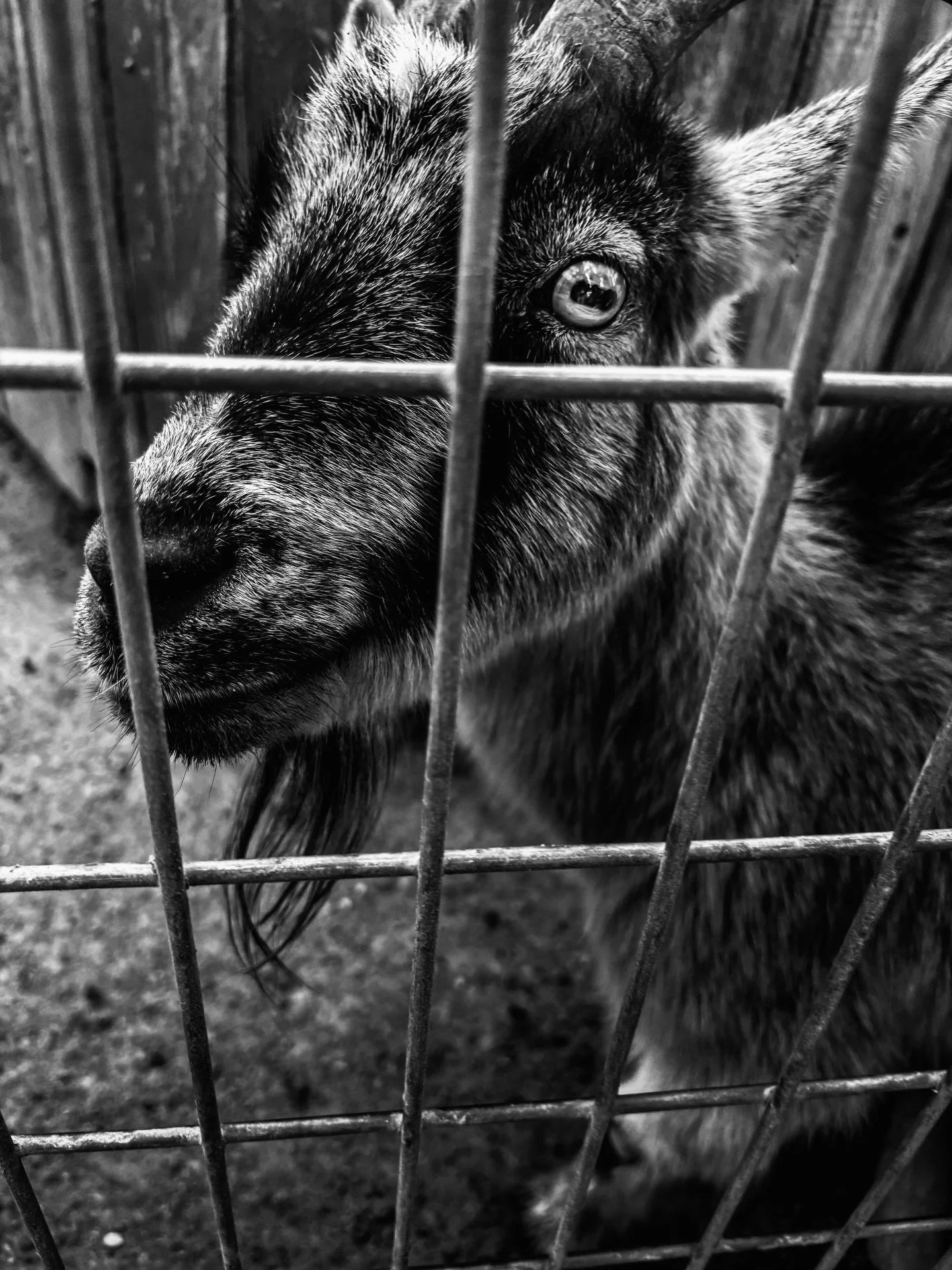 Some recent BW photos 
.
.
.
#photo #bw #bwphoto #fineart #goat