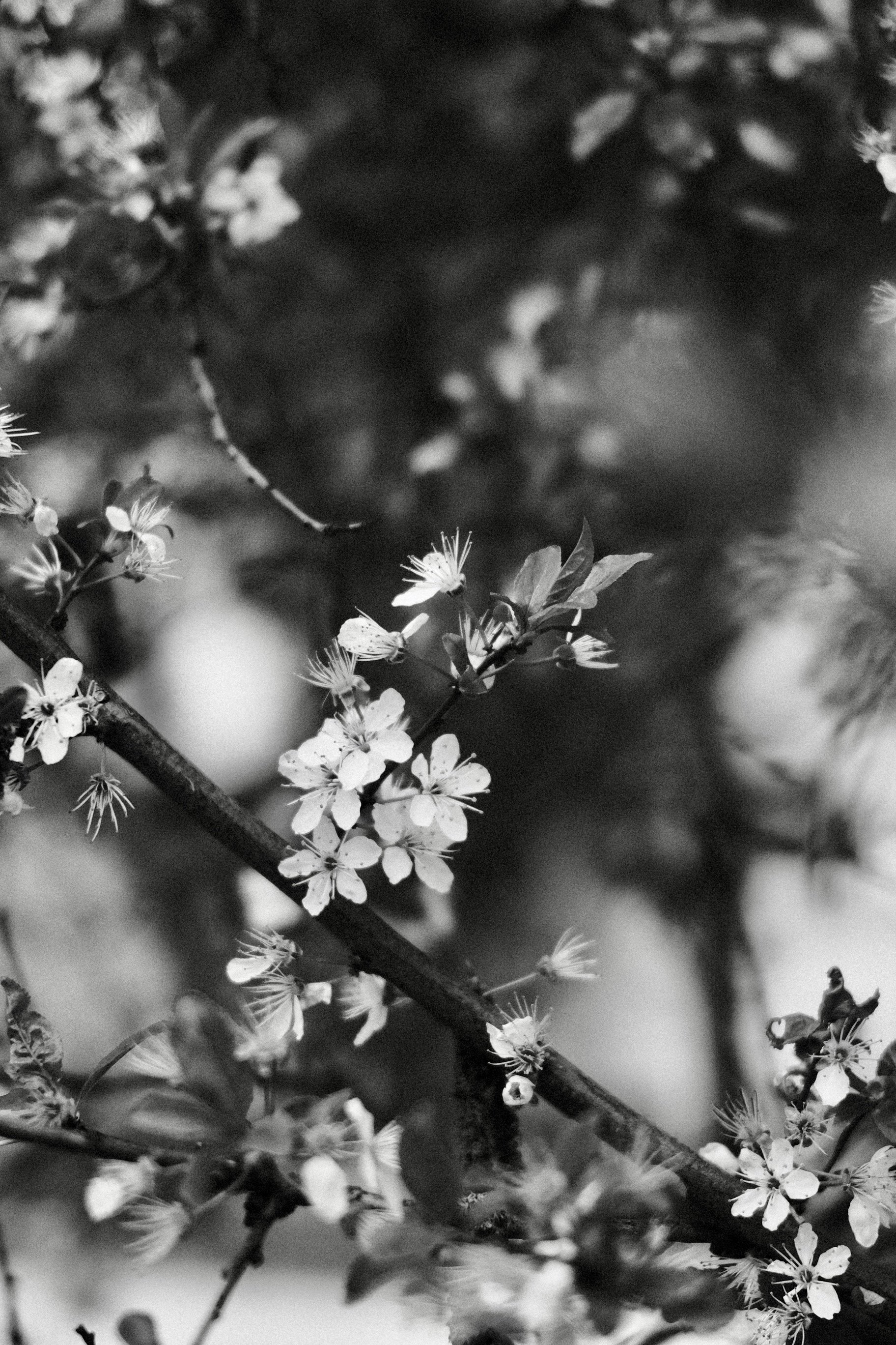 A Return to Black & White: Finding Rhythm in the Ordinary