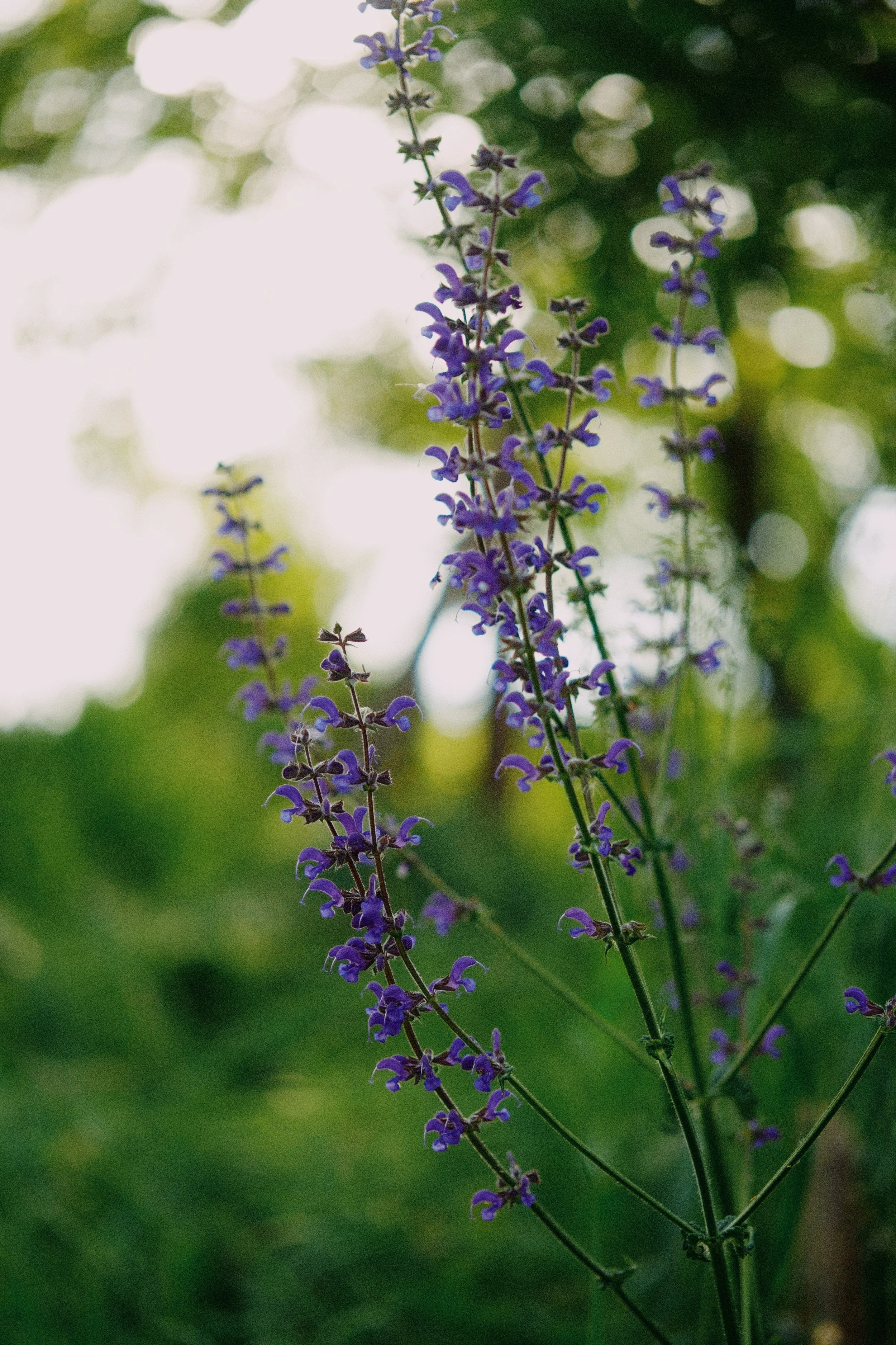 DSCF1287-VSCO.jpg