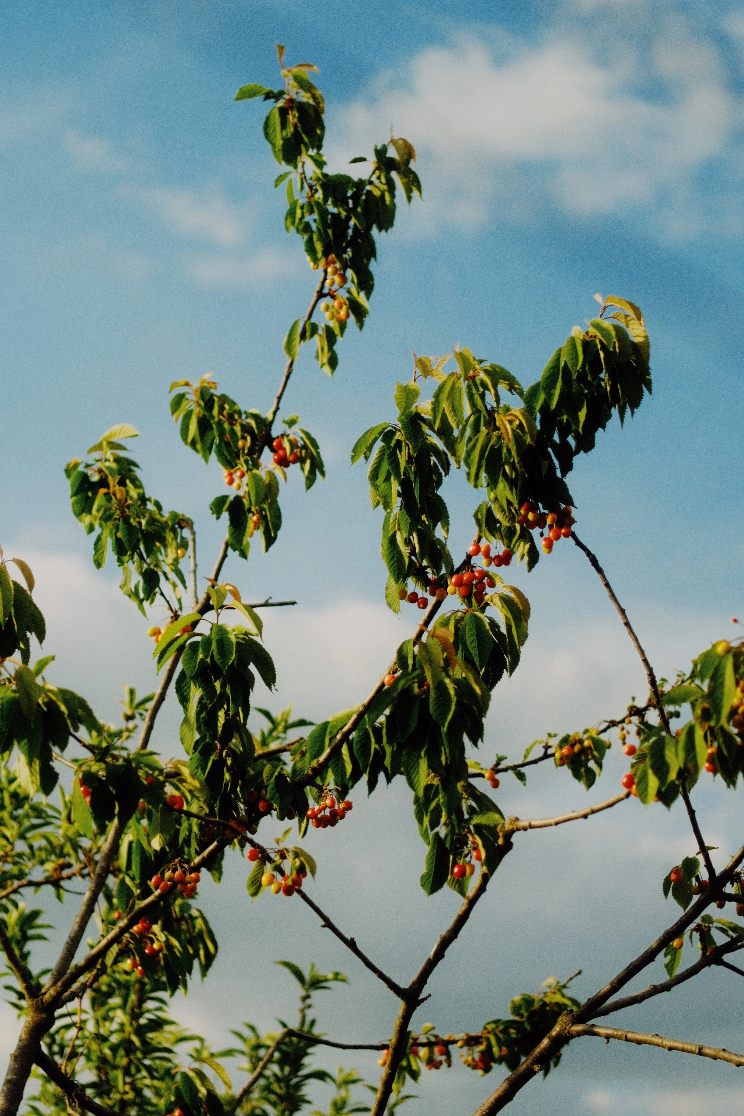 DSCF1298-VSCO.jpg