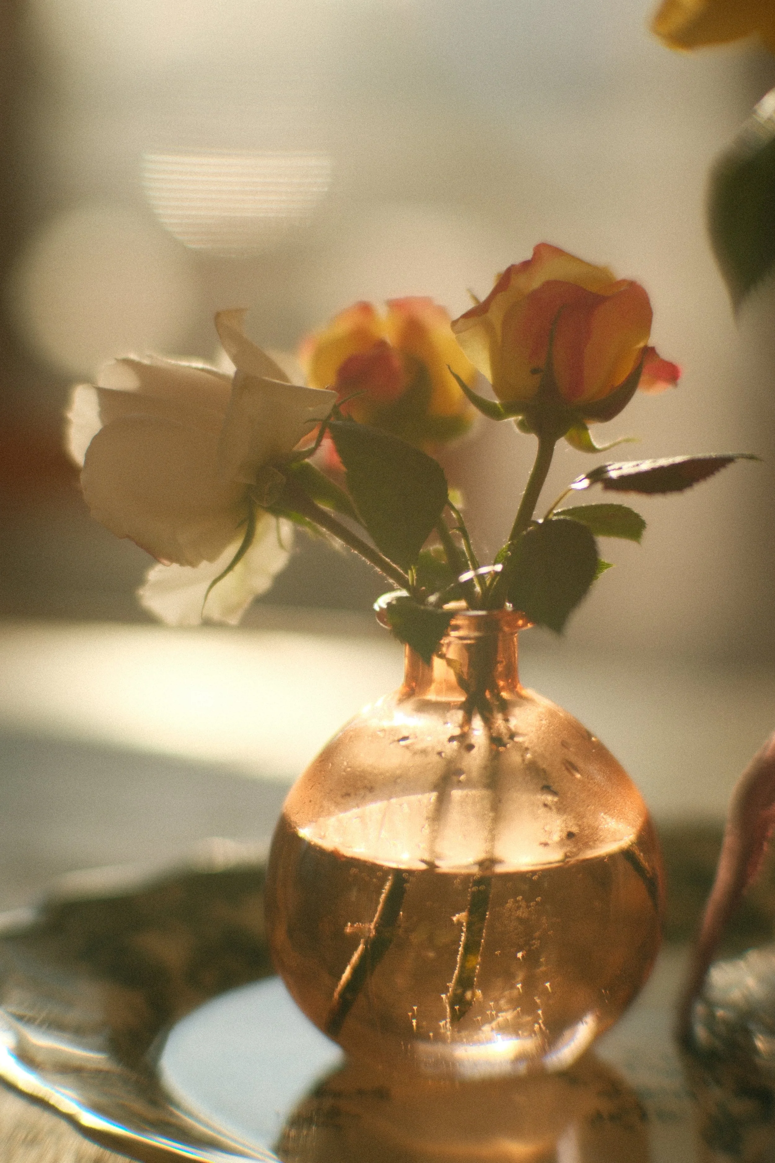 Balcony Roses