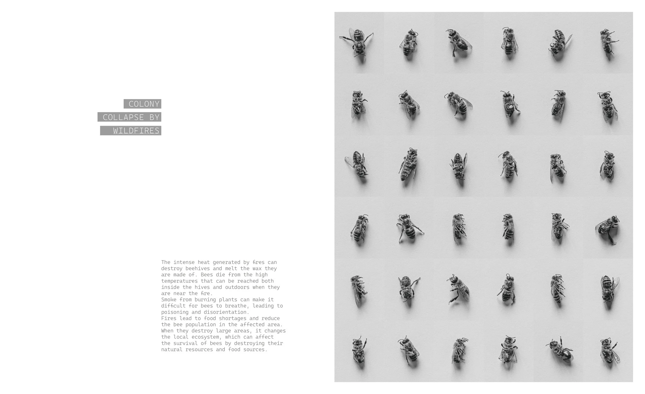 _Beekeeper_Book_part_I_270x330_2025_inner_1.jpg