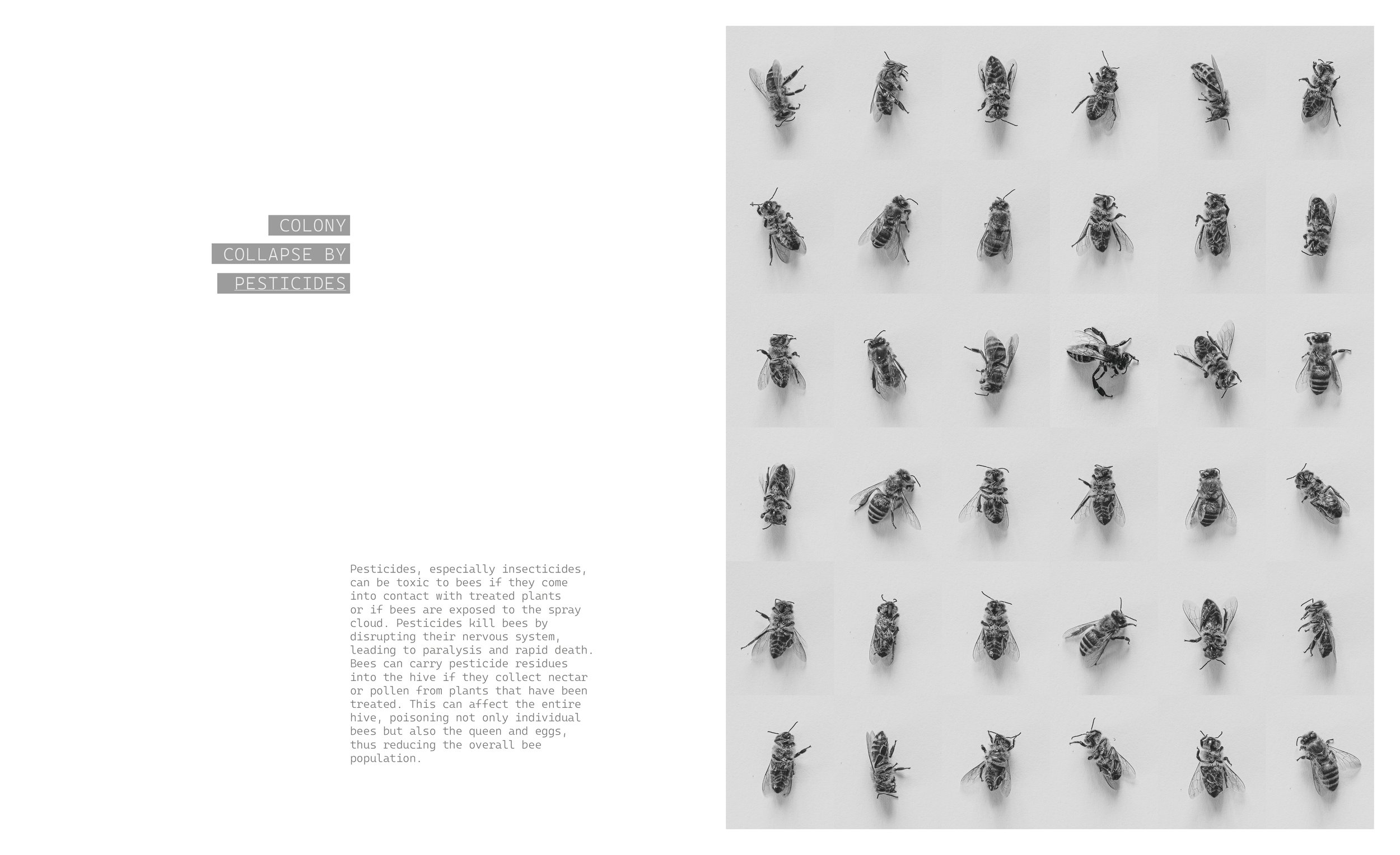 _Beekeeper_Book_part_I_270x330_2025_inner_2.jpg