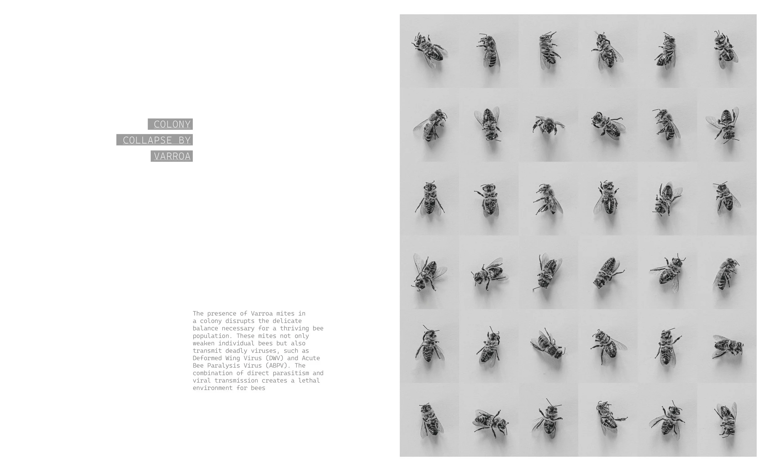 _Beekeeper_Book_part_I_270x330_2025_inner_4.jpg