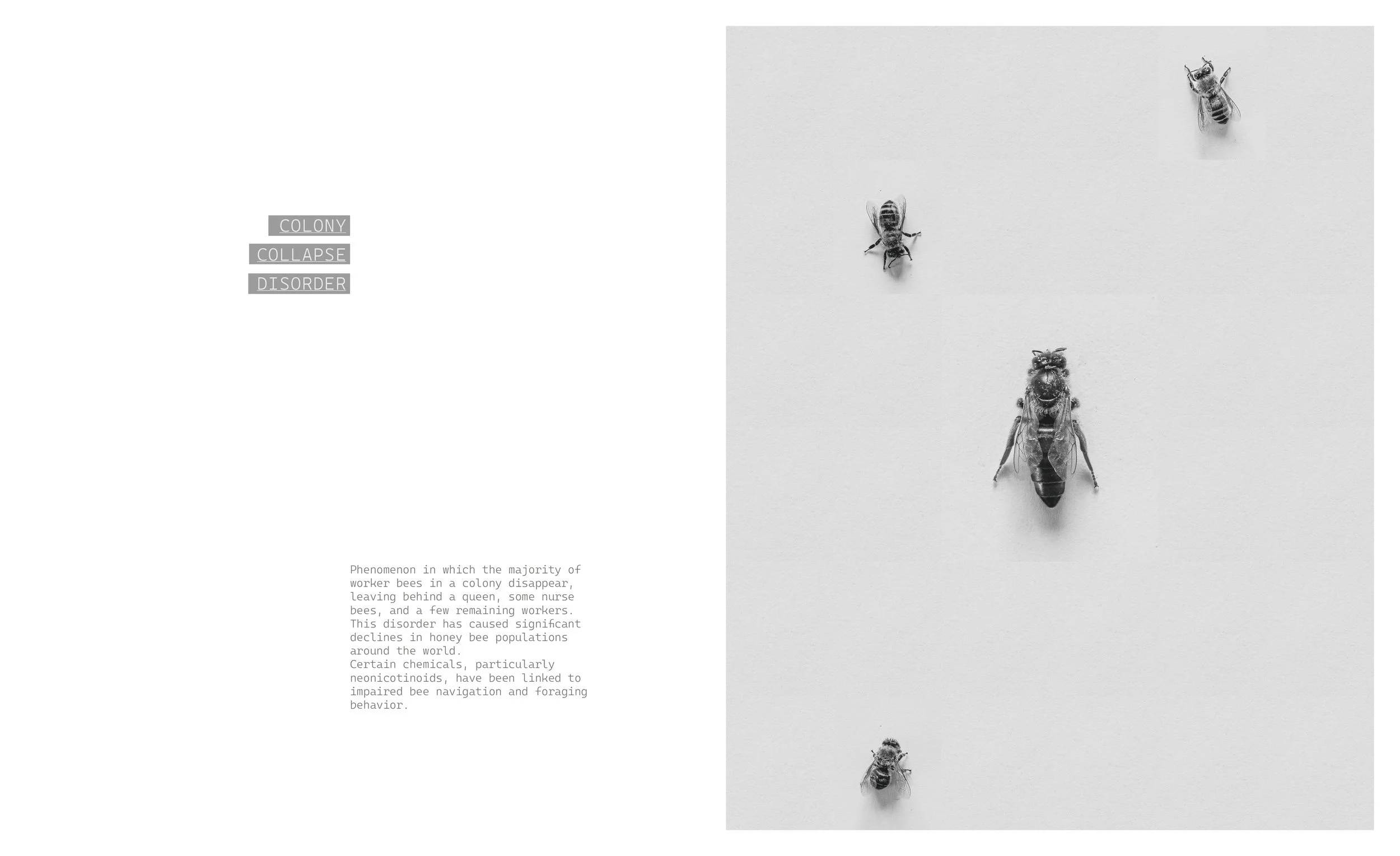 _Beekeeper_Book_part_I_270x330_2025_inner_3.jpg