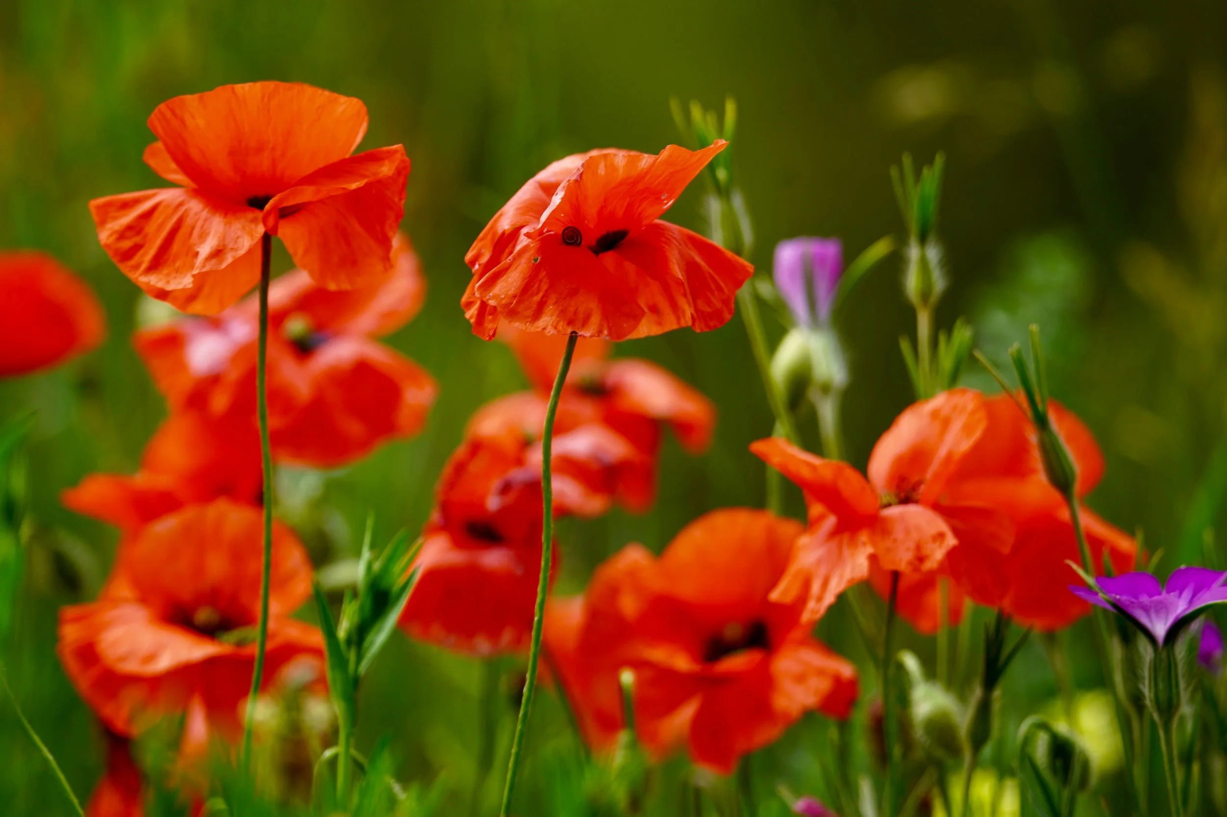 Remembrance Sunday 