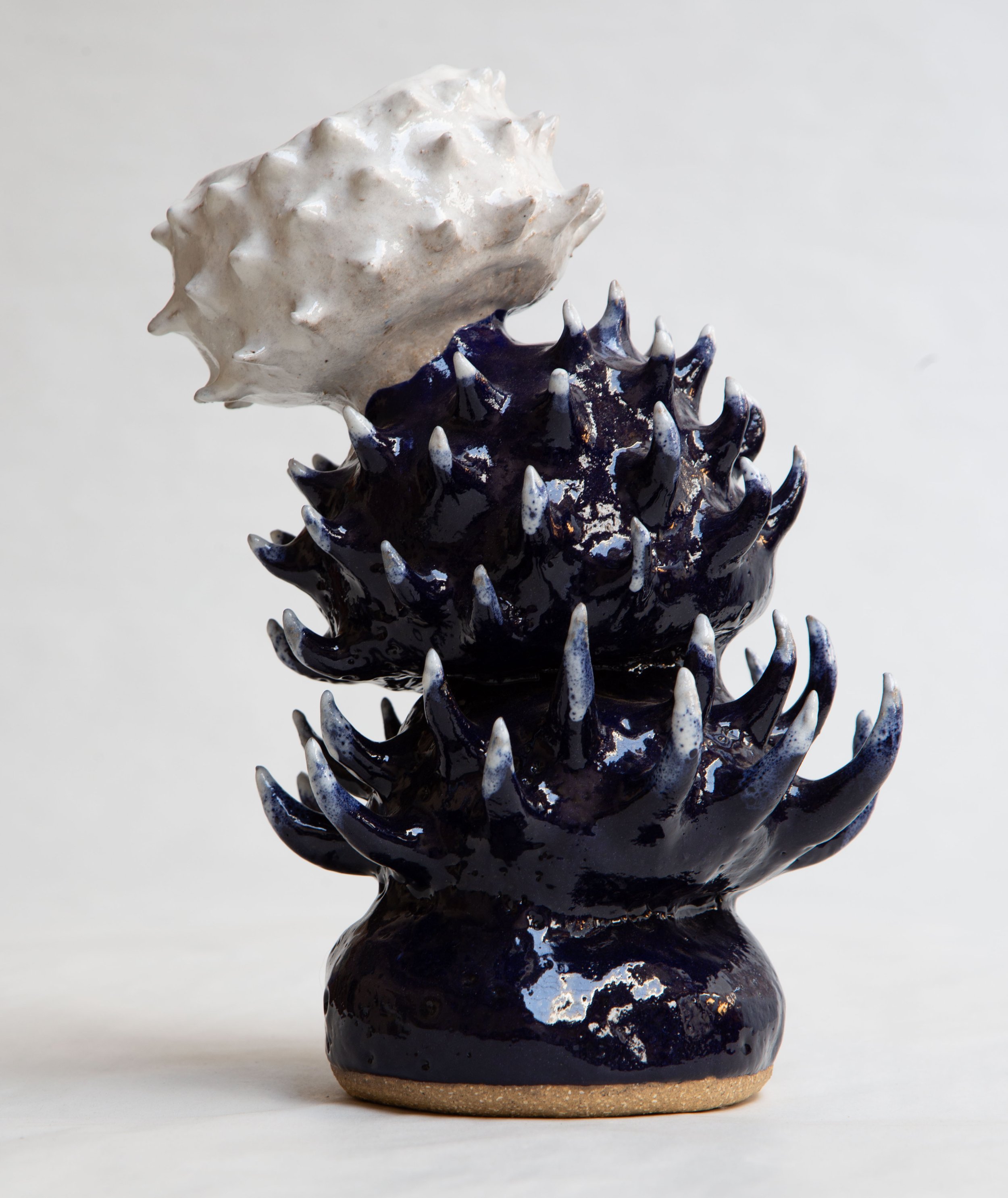 Vessel Proteaceae
