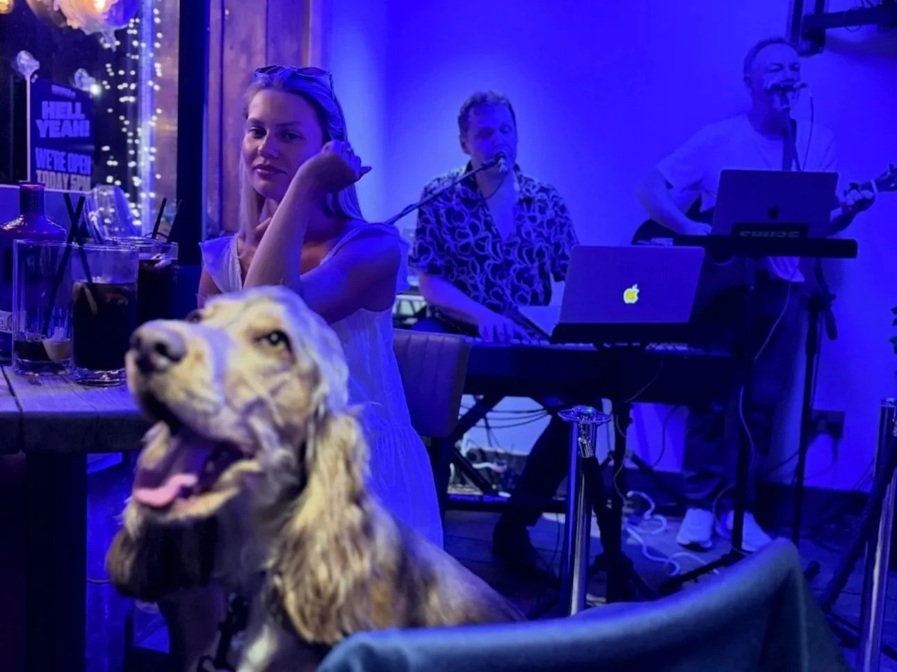 live music in the easy breeze with dog