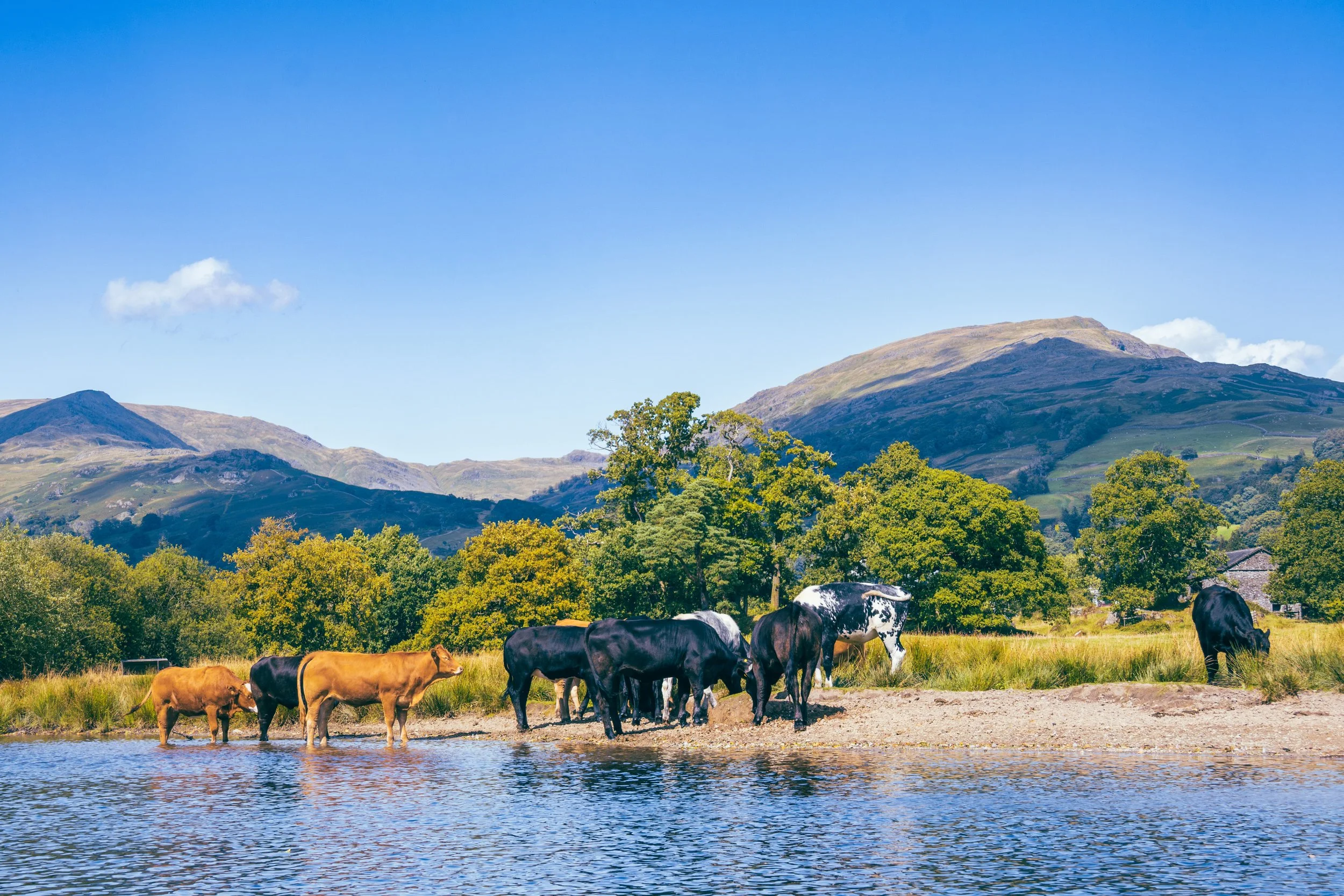 cows by lake windermere in the lake district