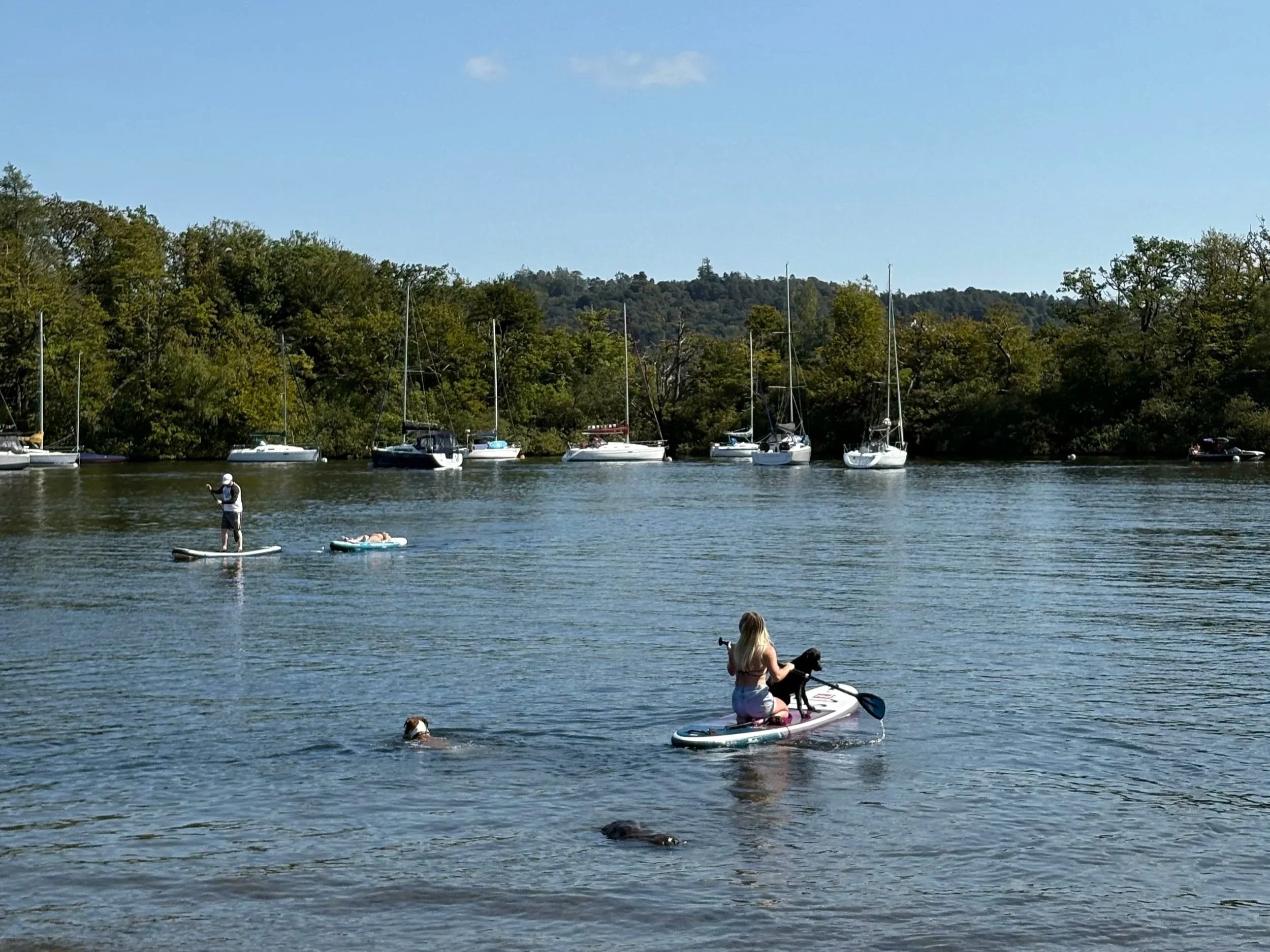 girl and dogs paddleboarding on lake windermere