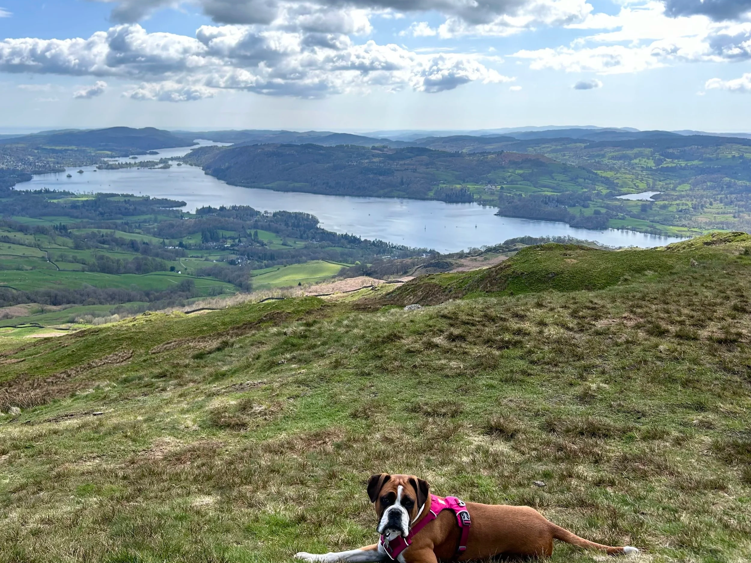 scafell pike view with dog