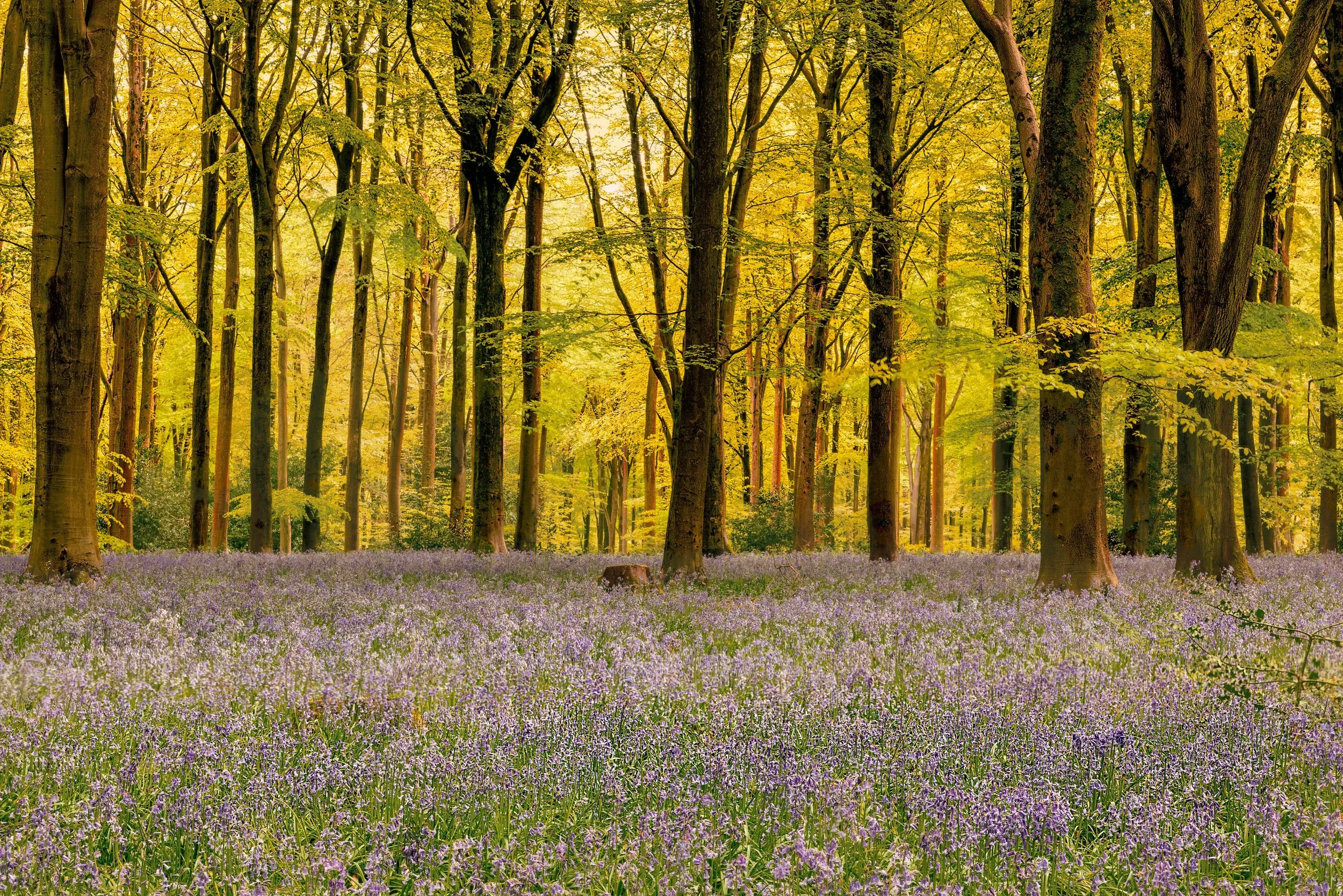 bluebell forest lake district