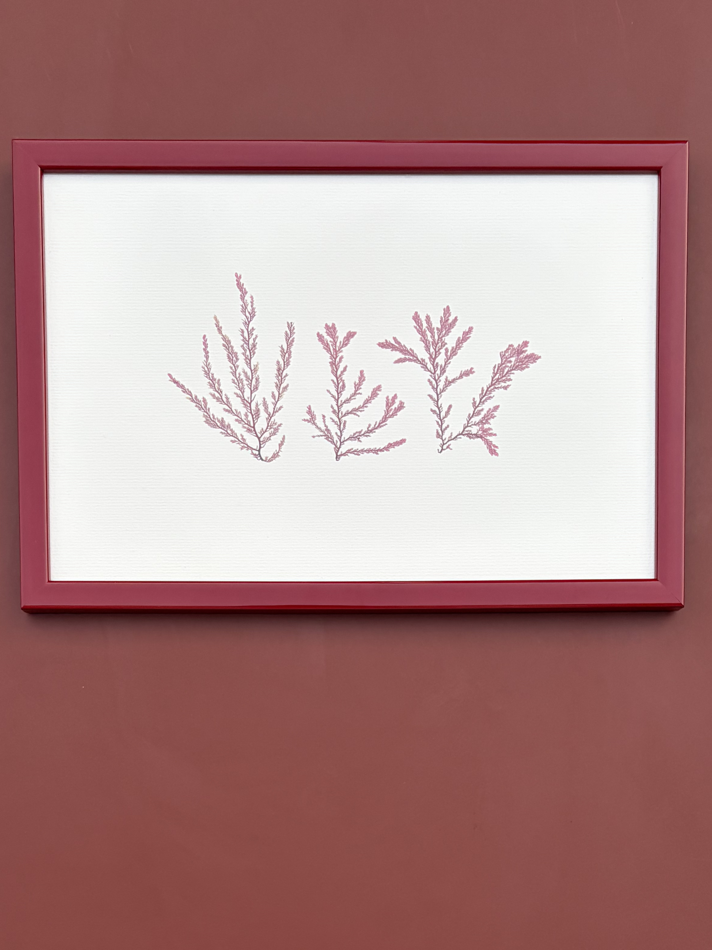 Irish Pressed Seaweed - Red Gloss Frame 1