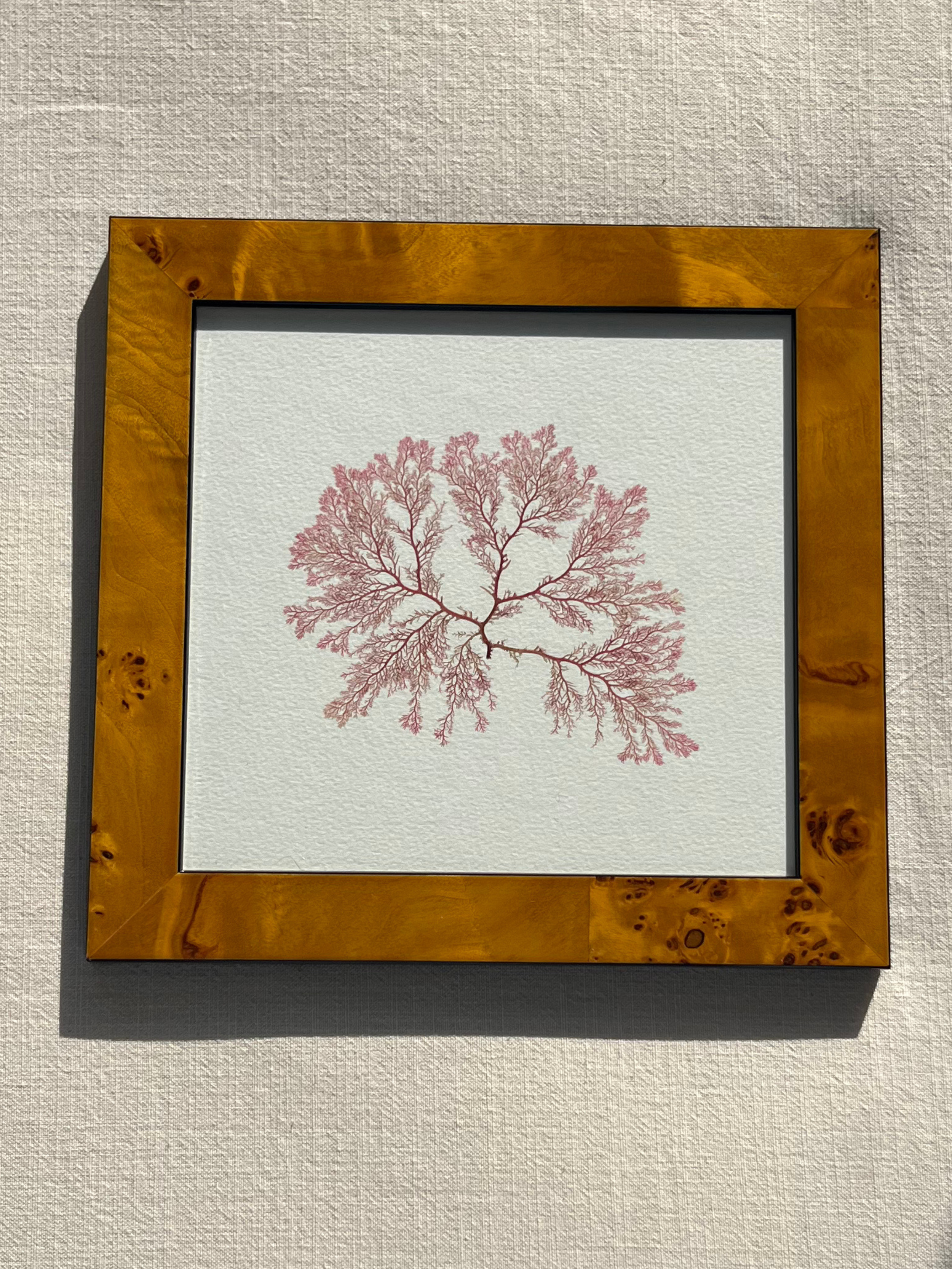 Irish Pressed Seaweed - Veneer Frame 3