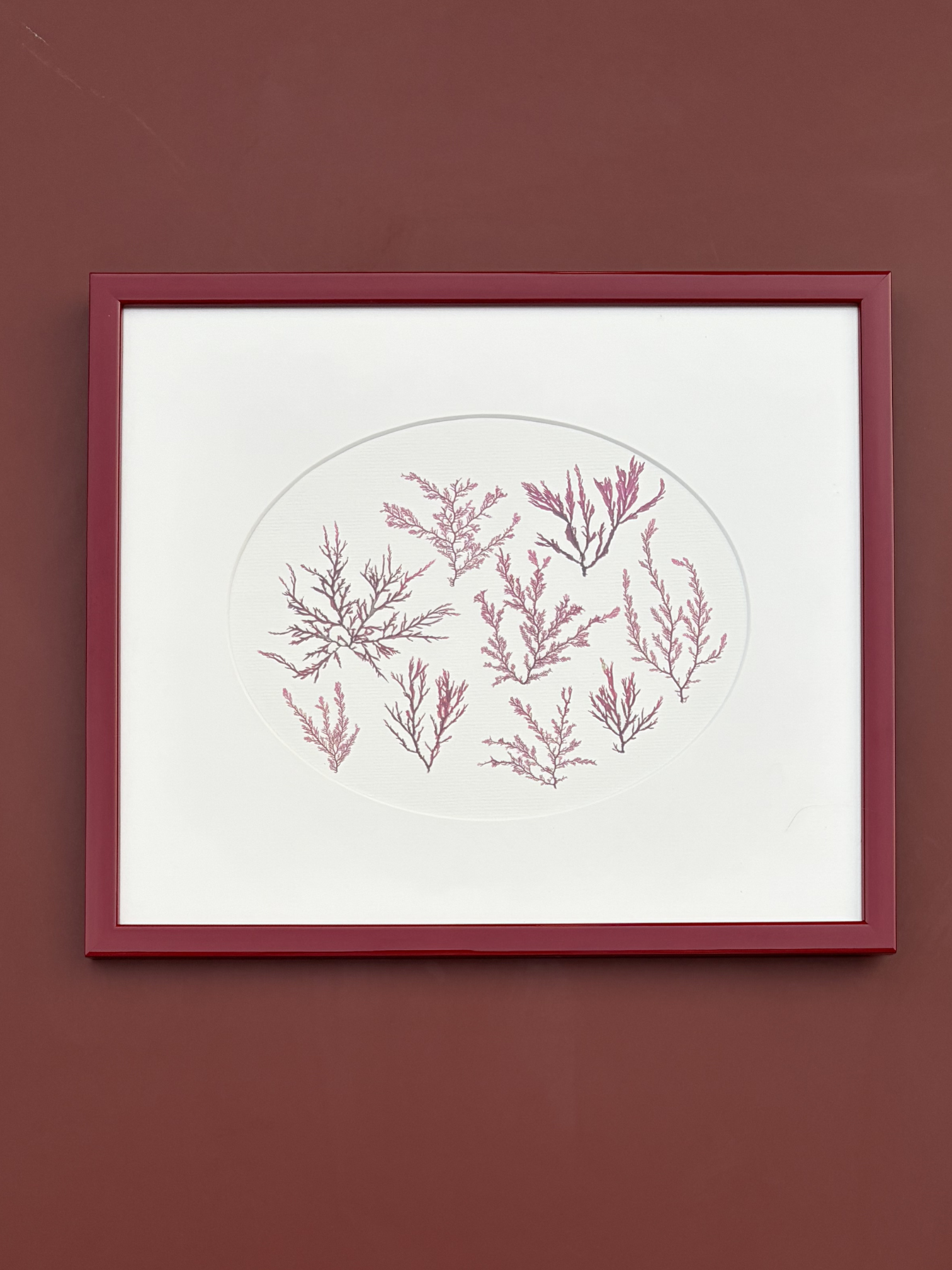 Irish Pressed Seaweed - Red Gloss Frame 5