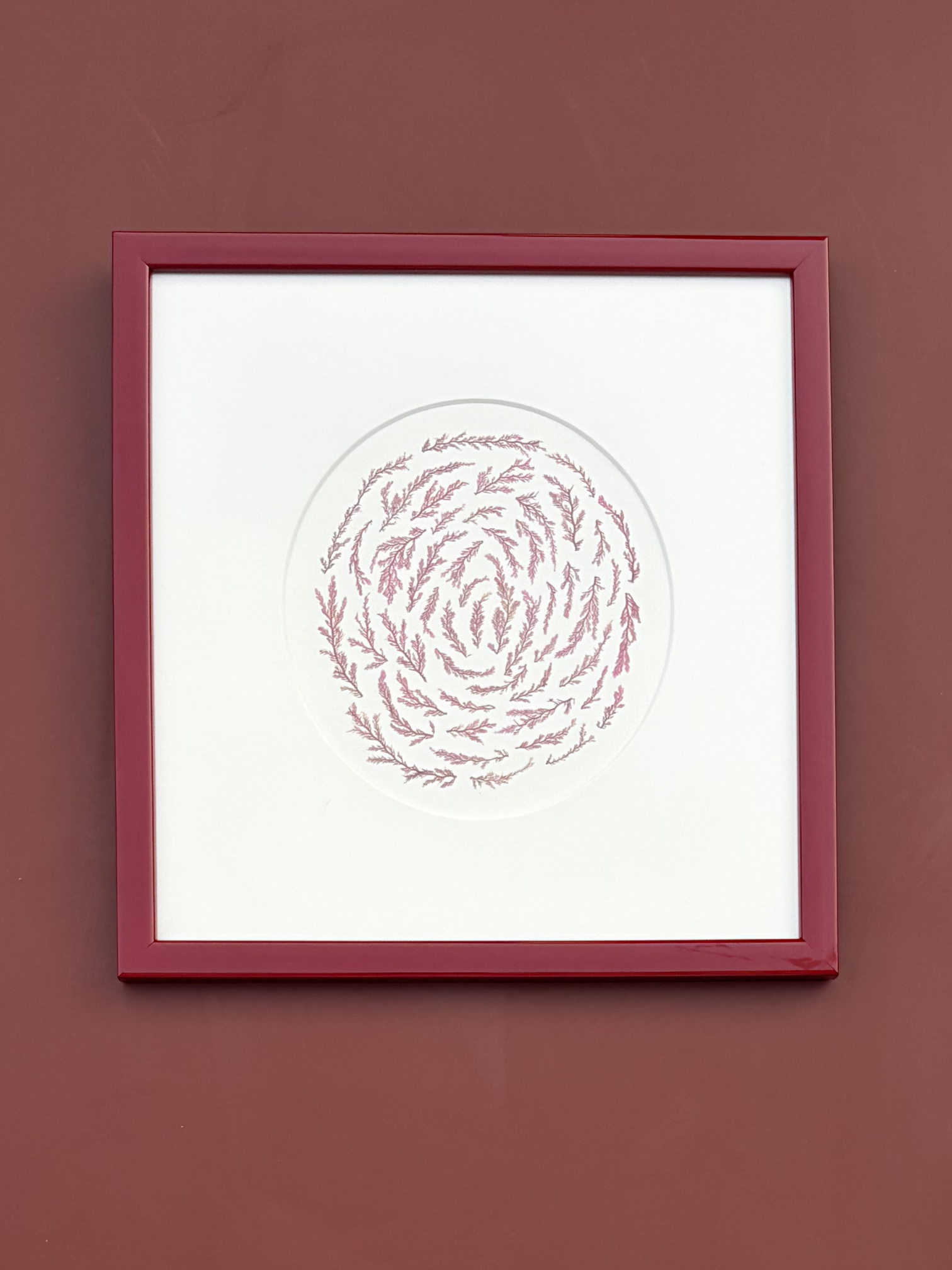 Irish Pressed Seaweed - Red Gloss Frame 4