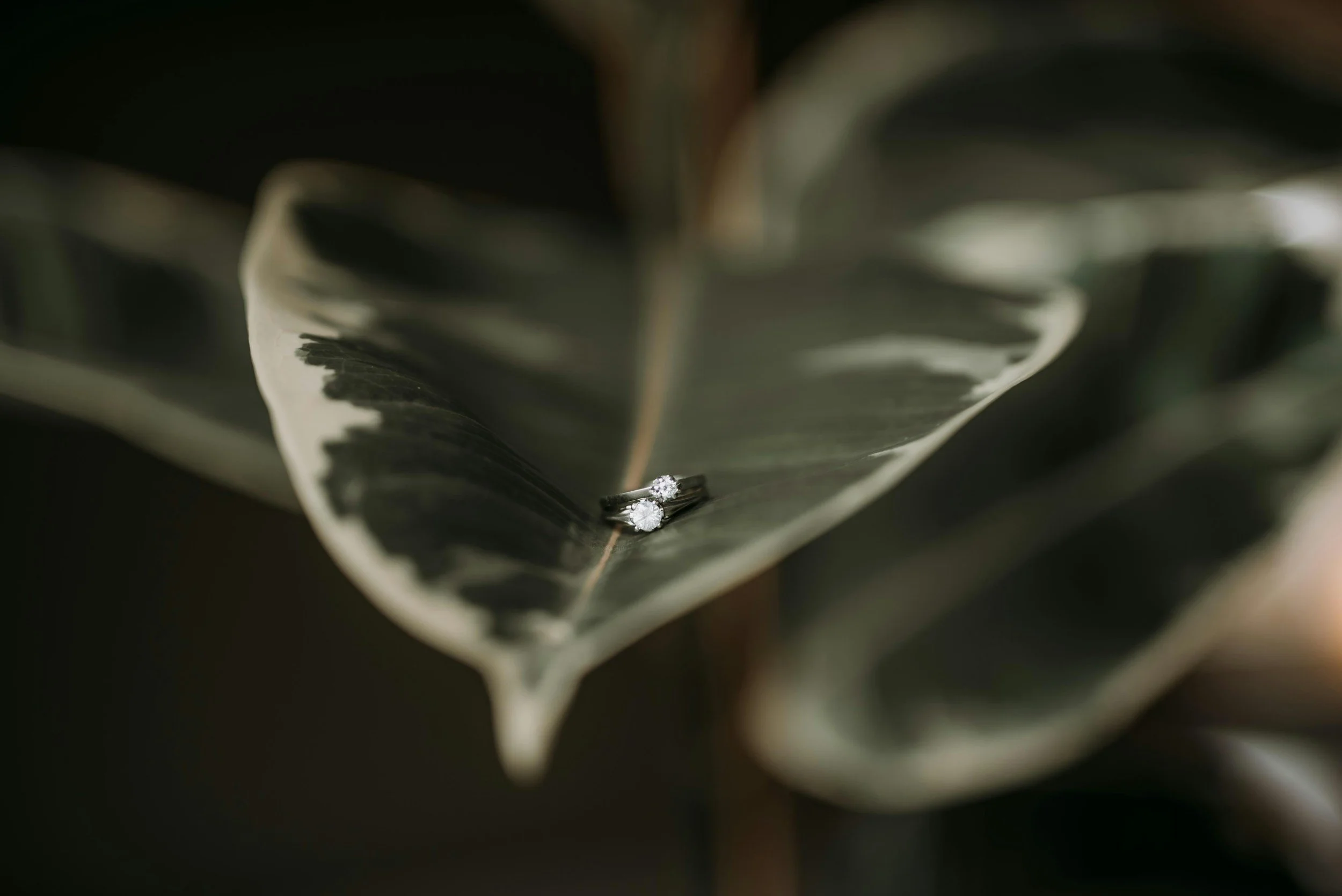 Close-up of two diamond rings resting on the dark green and white variegated leaf of a plant.