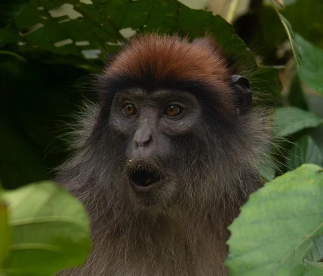 Uganda dag 2 og 3 (427).jpg