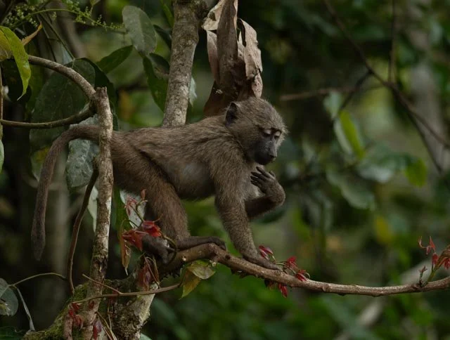 Uganda dag 2 og 3 (202).jpg