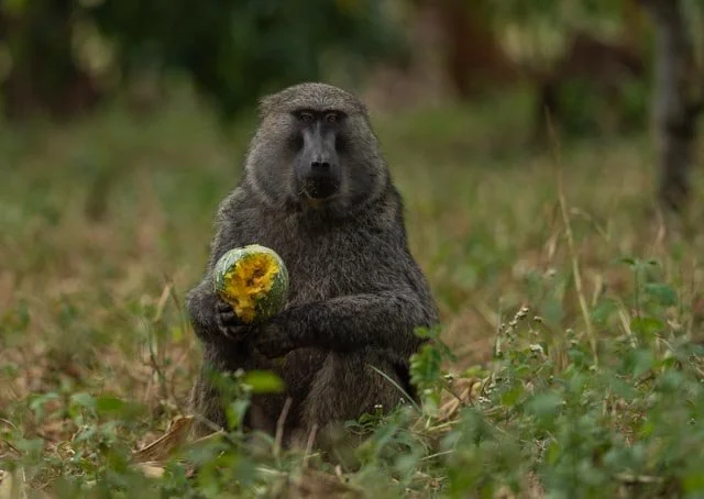 Uganda dag 2 og 3 (458).jpg